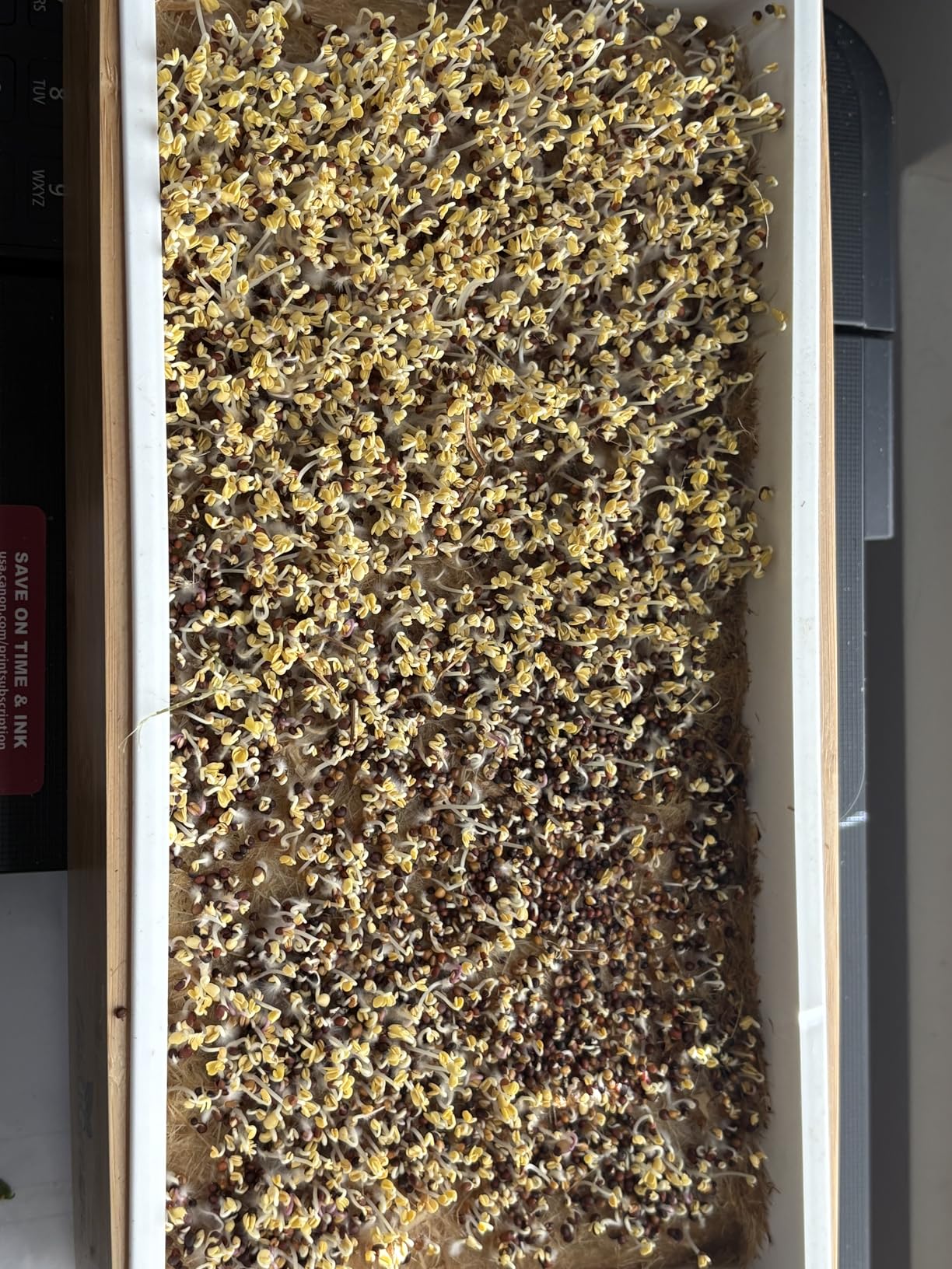 ZESTIGREENS Organic Self-Watering Microgreens Growing Kit - Reusable Indoor Grow Tray with Organic Seeds, Grow Mats & Bamboo Frame - Easy No-Soil Microgreens Starter Kit (Broccoli & Salad Mix) customer photo 1