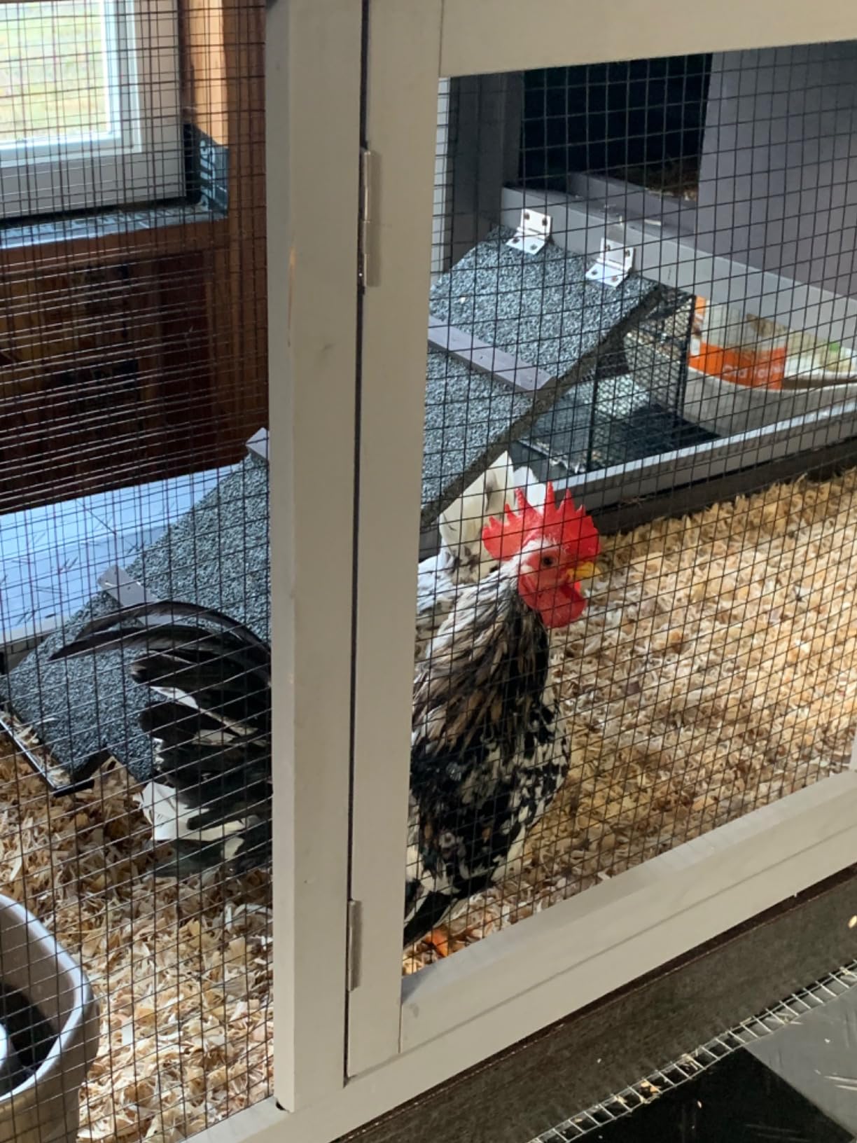 Aivituvin 83in Chicken Coop Mobile Hen House Outdoor Wooden Poultry Cage with Wheels Nesting Box Run for 4-6 Chickens customer photo 2