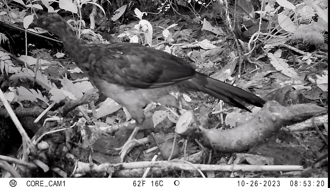 Bushnell Trail Camera CORE S-4K, No-Glow Game Camera with 4K Video and 1.5