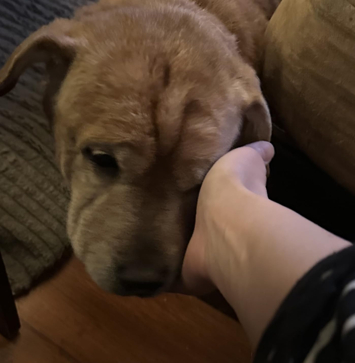 Charlie & Buddy Hemp Oil for Dogs Cats - Helps Pets with Anxiety, Pain, Stress, Sleep, Arthritis, Seizures Relief - Hip Joint Health - Calming Treats customer photo 1