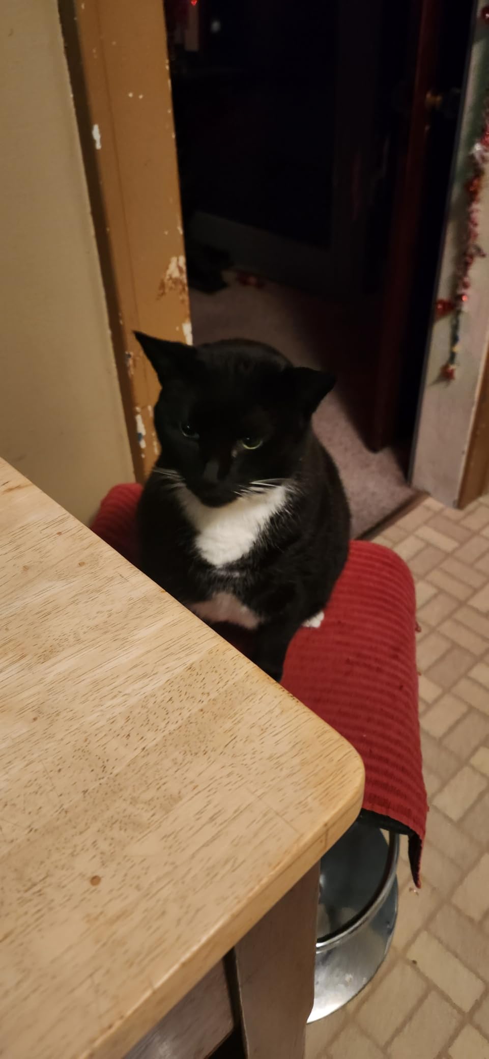 Charlie & Buddy Hemp Oil for Dogs Cats - Helps Pets with Anxiety, Pain, Stress, Sleep, Arthritis, Seizures Relief - Hip Joint Health - Calming Treats customer photo 2