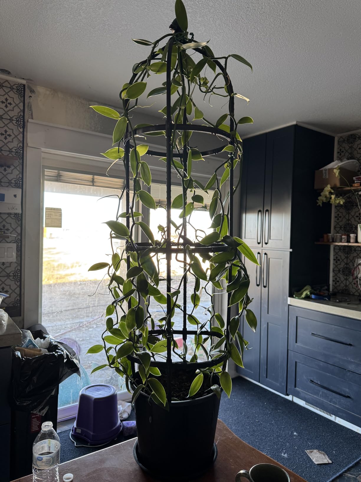 6ft Garden Obelisk Trellis for Climbing Plants-Rustproof Metal Pipe with Heavy Duty Plastic Coated, Garden Outdoor Indoor Potted Plant Support for Clematis Vine Jasmine Support (Black) customer photo 1