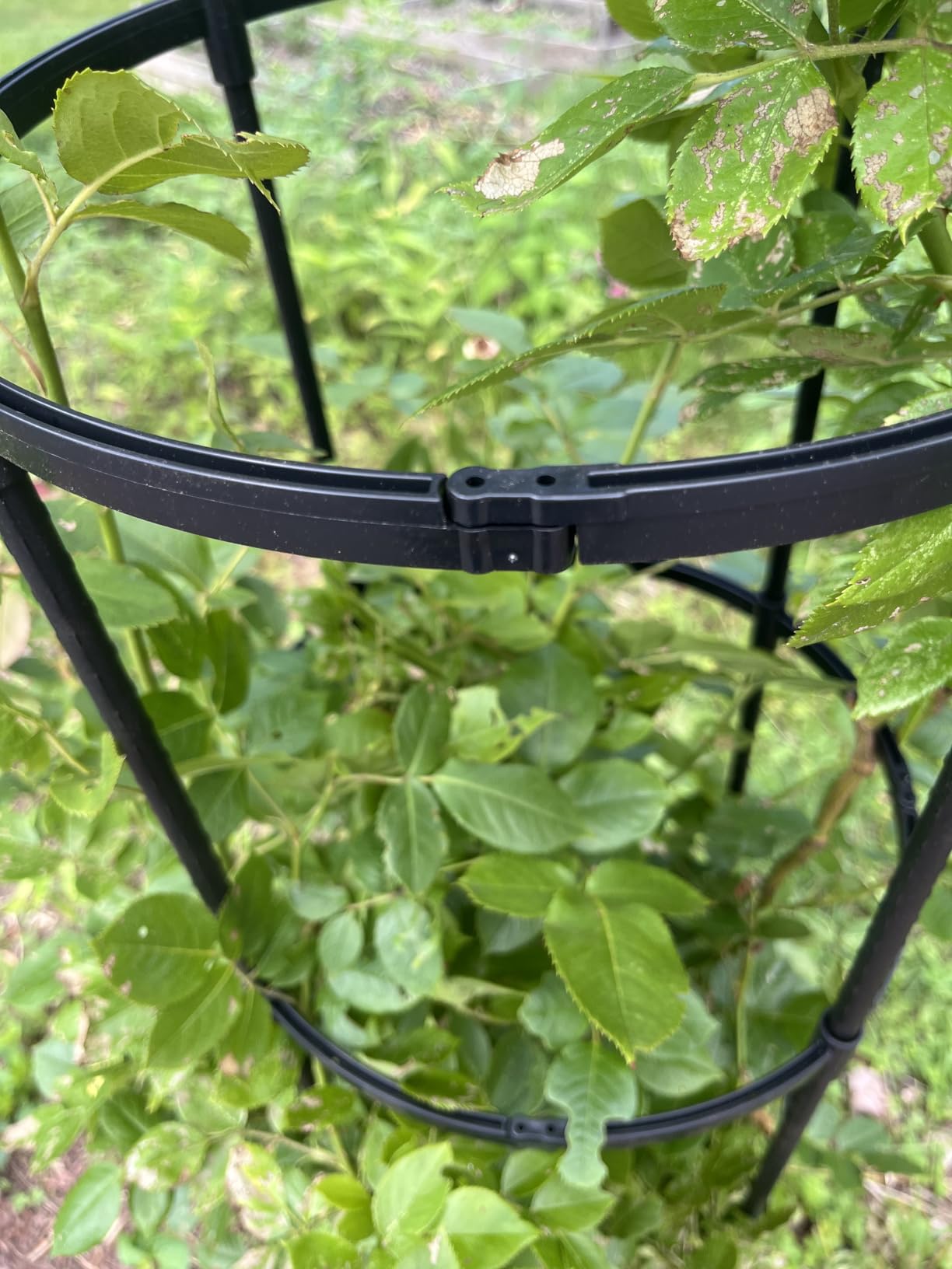 6ft Garden Obelisk Trellis for Climbing Plants-Rustproof Metal Pipe with Heavy Duty Plastic Coated, Garden Outdoor Indoor Potted Plant Support for Clematis Vine Jasmine Support (Black) customer photo 2