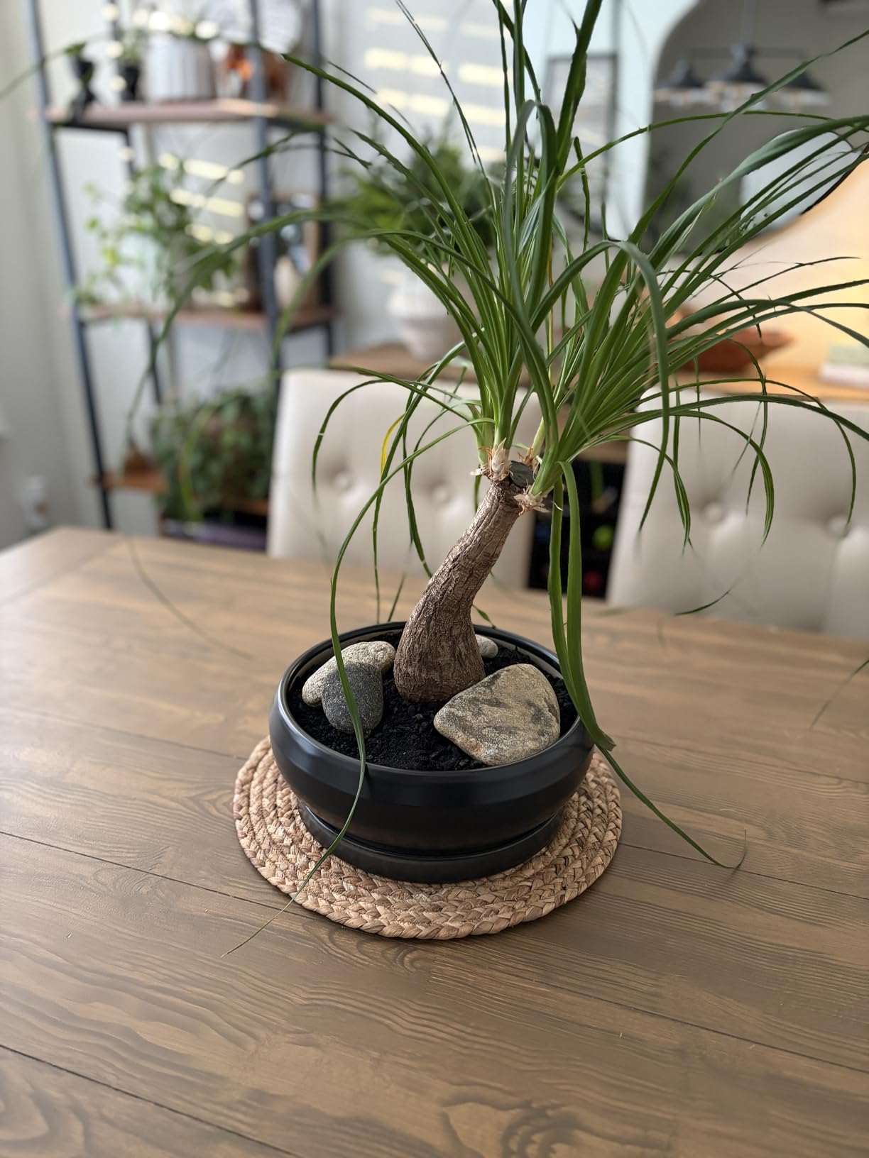 8 Inch Ceramic Bonsai Planter Pot, Glazed Shallow Succulent Planter with Drainage Hole and Bamboo Saucer for Indoor Plants, Brown customer photo 2