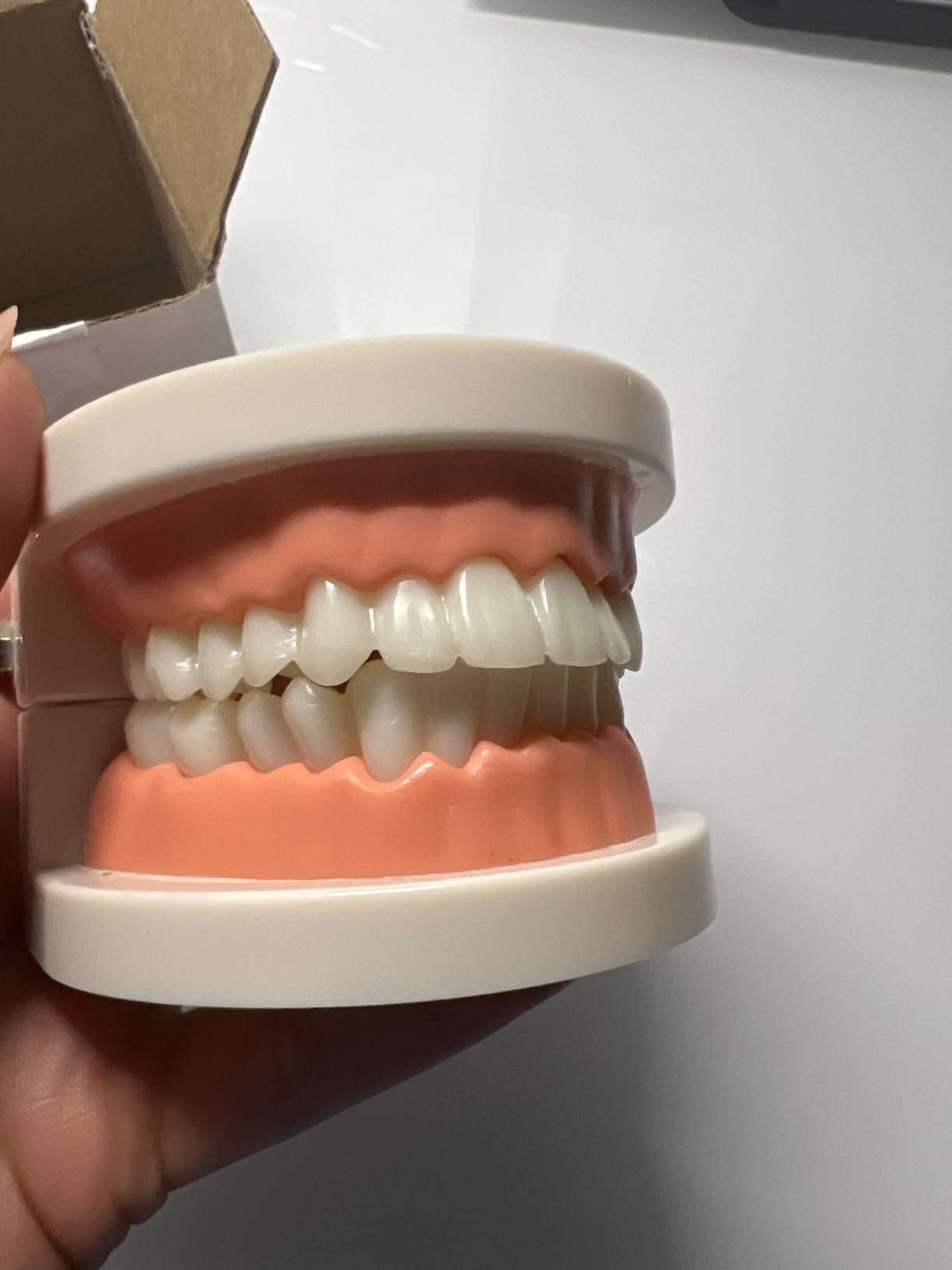 1 Pack Standard Teeth Model Adult Standard Typodont Demonstration Denture Model for Kids Dental Teaching, Clean Display, Education, Study (No Wisdom Teeth)(with 2 Fixed Wrench) customer photo 1