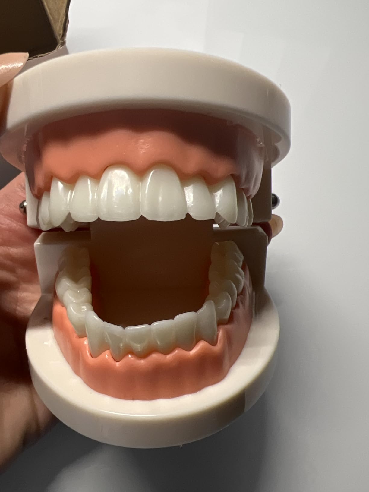 1 Pack Standard Teeth Model Adult Standard Typodont Demonstration Denture Model for Kids Dental Teaching, Clean Display, Education, Study (No Wisdom Teeth)(with 2 Fixed Wrench) customer photo 2