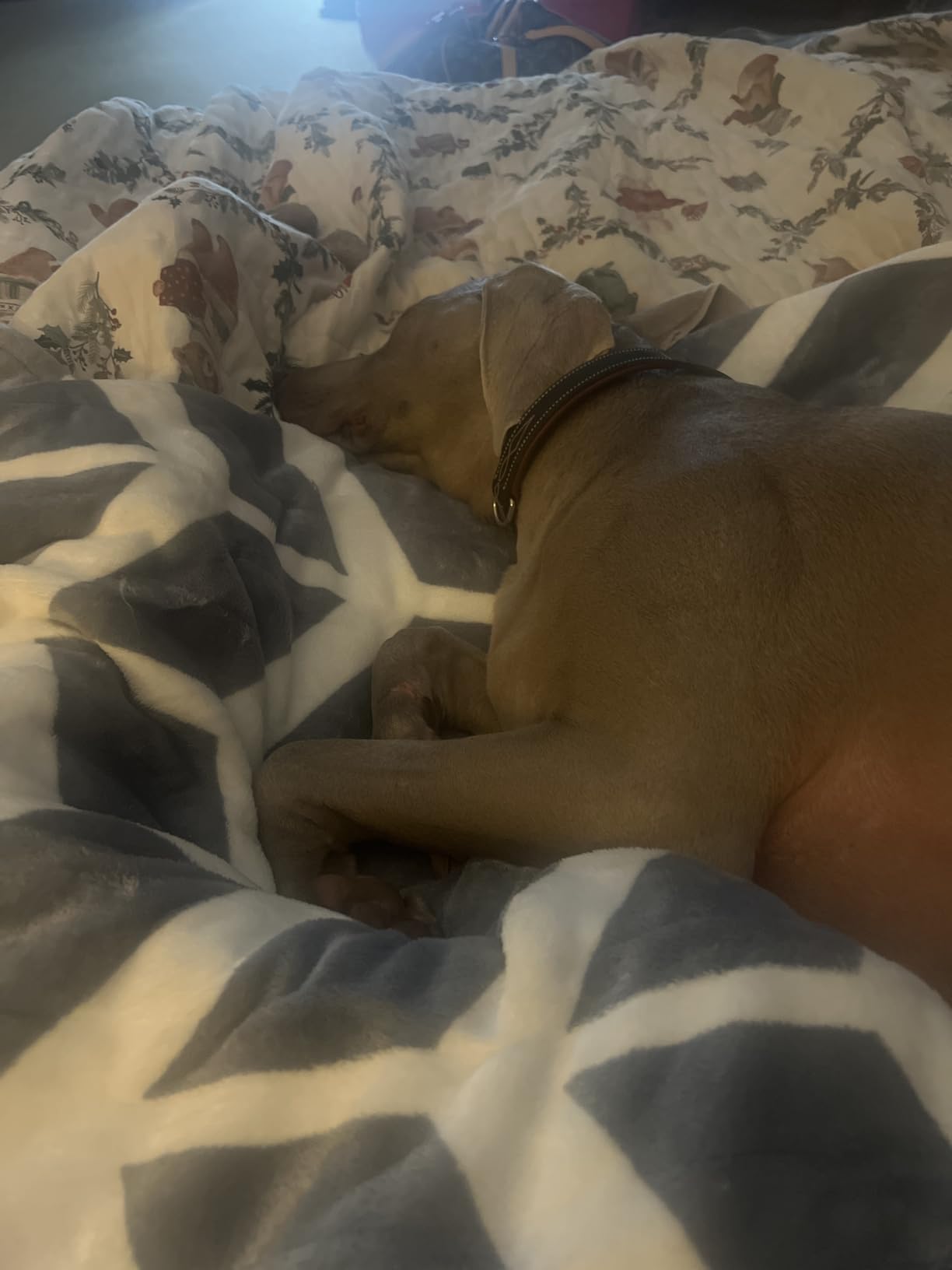 VENTIMI Electric Blanket Heated Throw, 50