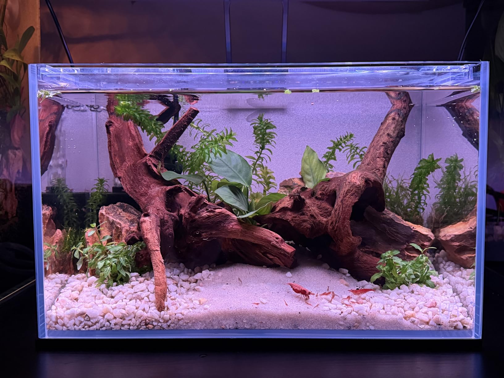 UNS Ultra Clear Rimless Tank - 3.4GAL | 13L - 17.71x6.69x6.69 | 45x17x17 CM, 5mm Glass Thickness, Leveling Mat Included - Low Iron, High Clarity Fish Tank w/ 45° Mitered Edge customer photo 1