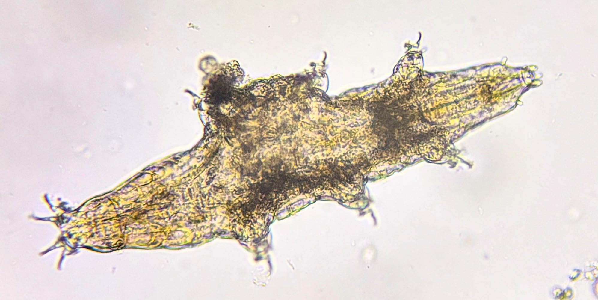 Swift SW350T Compound Trinocular Microscope, 40X-2500X Magnification, Two-Layer Mechanical Stage, with 5.0 mp Camera and Software Windows/Mac Compatible and 5 PCS Prepared Slides and 5 PCS Blank Slides customer photo 1