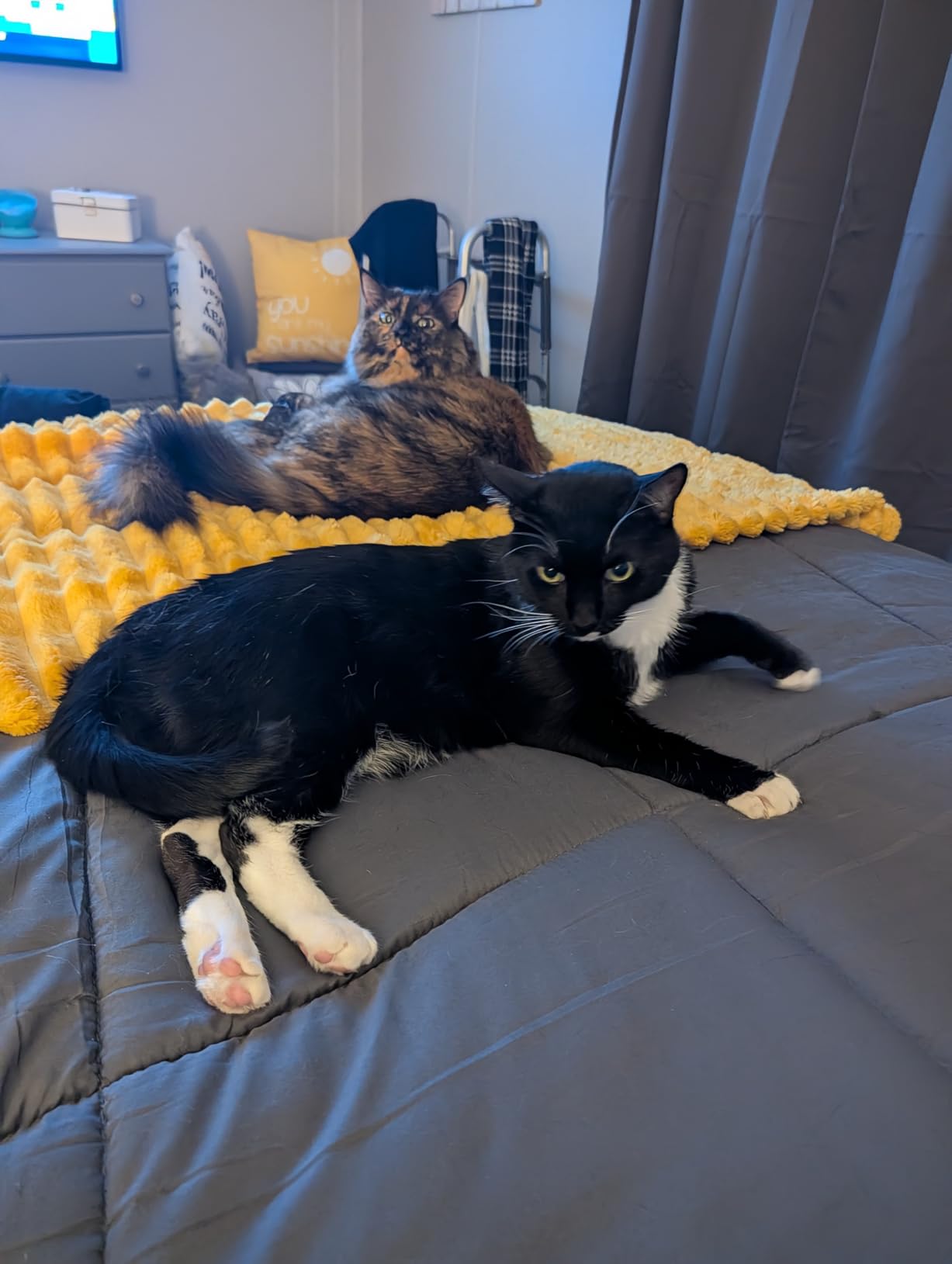 Aumuca Cat Brush for Shedding, Cat Brushes for Indoor Cats, Cat Brush for Long or Short Haired Cats, Cat Grooming Brush Cat Comb for Kitten Rabbit Massage Removes Loose Fur customer photo 1