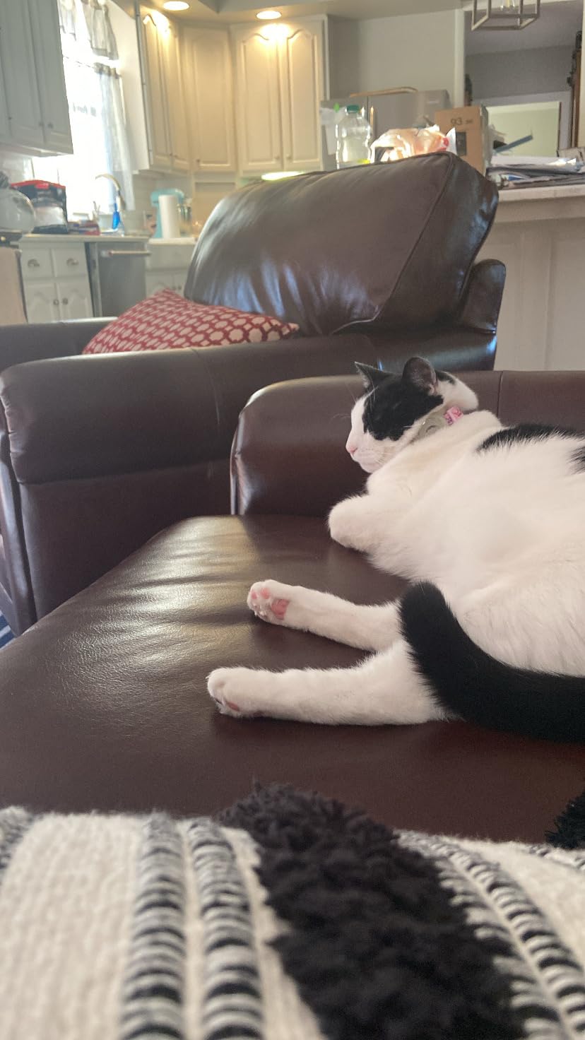 Aumuca Cat Brush for Shedding, Cat Brushes for Indoor Cats, Cat Brush for Long or Short Haired Cats, Cat Grooming Brush Cat Comb for Kitten Rabbit Massage Removes Loose Fur customer photo 2