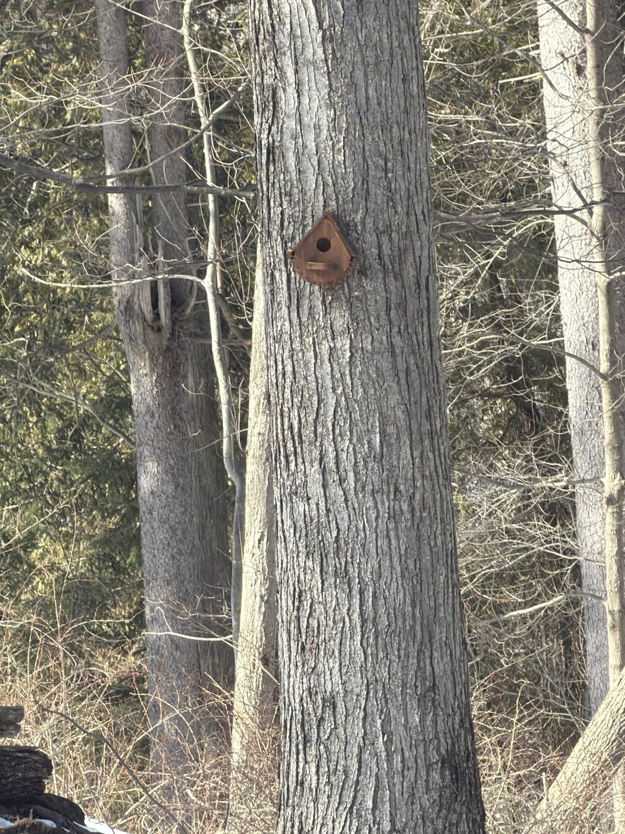 STARSWR Bird House for Outside, Natural Wooden Bird House Clearance Bluebird Finch Cardinals Hanging Birdhouse for Garden Viewing customer photo 1
