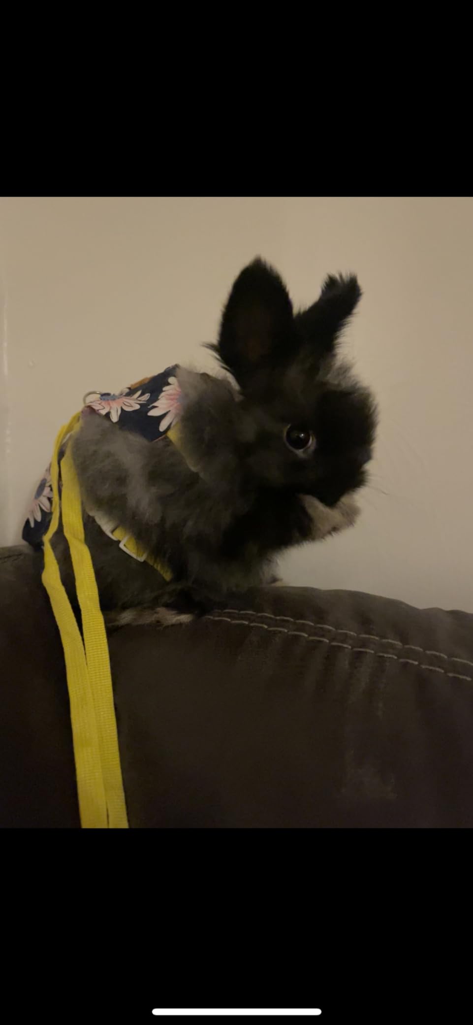 Rabbit Grooming Kit, Rabbit Brush for Shedding with Bunny Nail Clipper, Rabbit Nail Trimmers with Pet Combs for Hamster Guinea Pig Ferret by KALAMANDA(6 Pack) customer photo 1