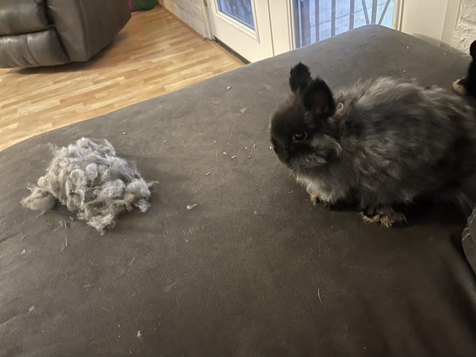 Rabbit Grooming Kit, Rabbit Brush for Shedding with Bunny Nail Clipper, Rabbit Nail Trimmers with Pet Combs for Hamster Guinea Pig Ferret by KALAMANDA(6 Pack) customer photo 2