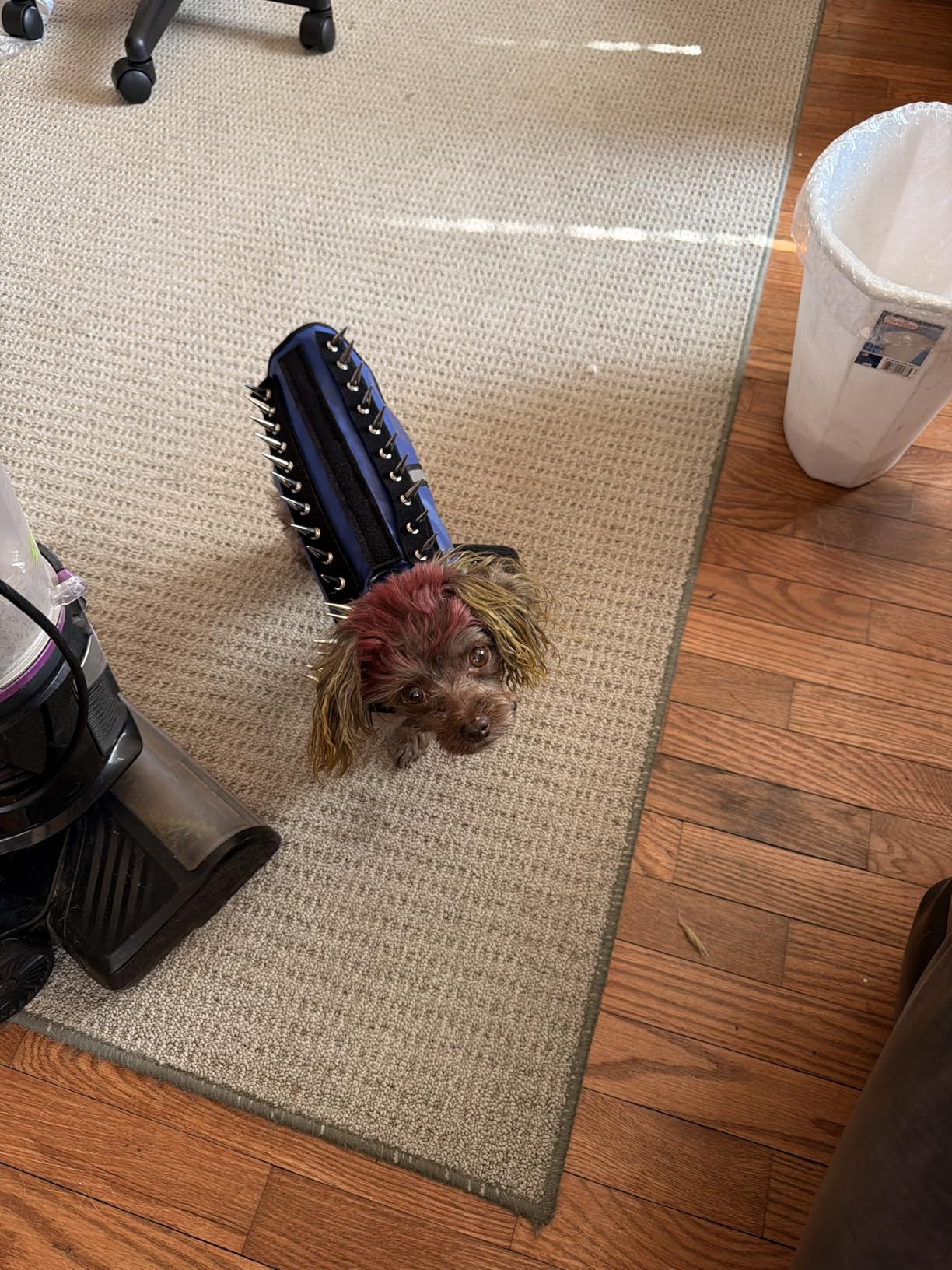 CoyoteVest SpikeVest Dog Harness Vest for Small Dogs, Reflective Dog Vest with Spikes to Shield Your pet from Coyotes, Raptor and Animal Attacks, Anti Hawk Vest, Made in USA (XS-Fluorescent Orange) customer photo 1