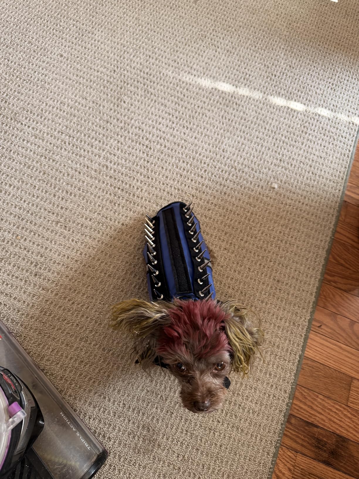 CoyoteVest SpikeVest Dog Harness Vest for Small Dogs, Reflective Dog Vest with Spikes to Shield Your pet from Coyotes, Raptor and Animal Attacks, Anti Hawk Vest, Made in USA (XS-Fluorescent Orange) customer photo 2