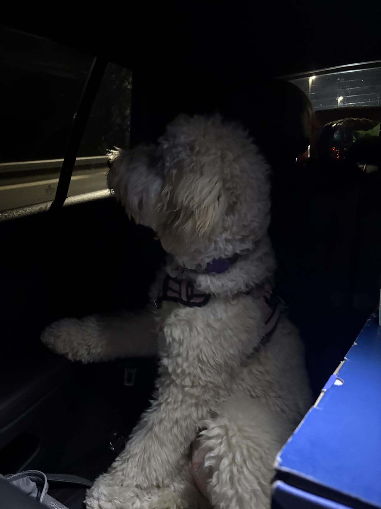 WAUDOG Reflective Cotton Dog Collar - Eco-Friendly Alternative to Nylon - Adjustable Collar for Small, Medium & Large Dogs - QR ID Tag Included customer photo 1