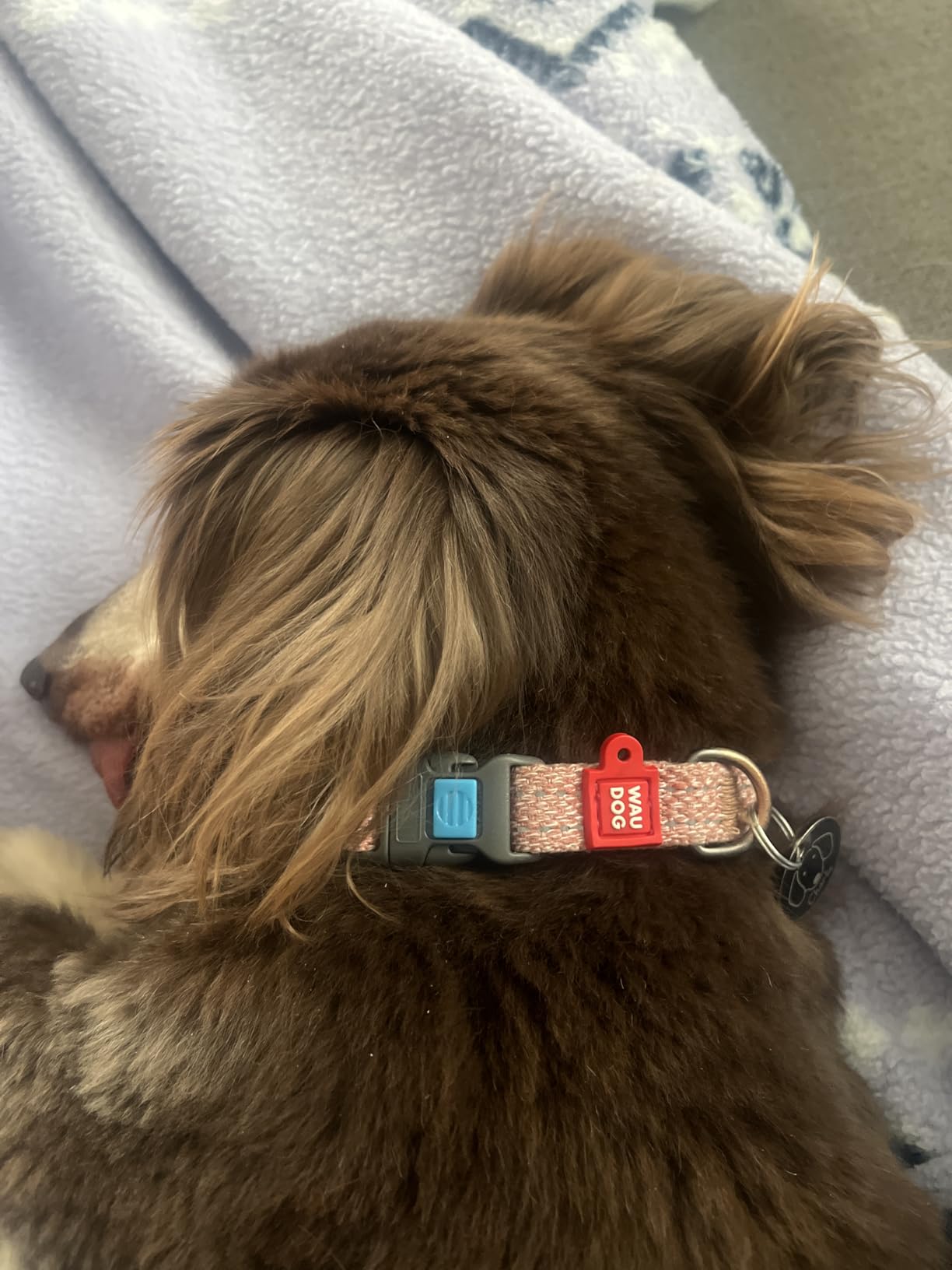 WAUDOG Reflective Cotton Dog Collar - Eco-Friendly Alternative to Nylon - Adjustable Collar for Small, Medium & Large Dogs - QR ID Tag Included customer photo 2