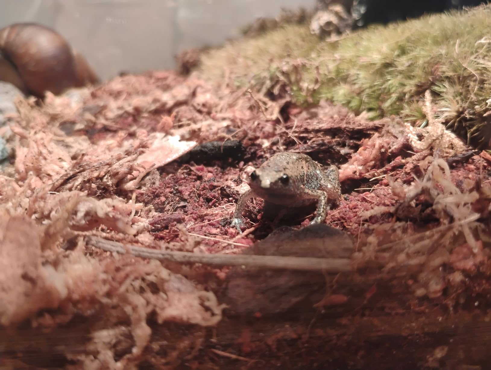 Reptile Terrarium,16