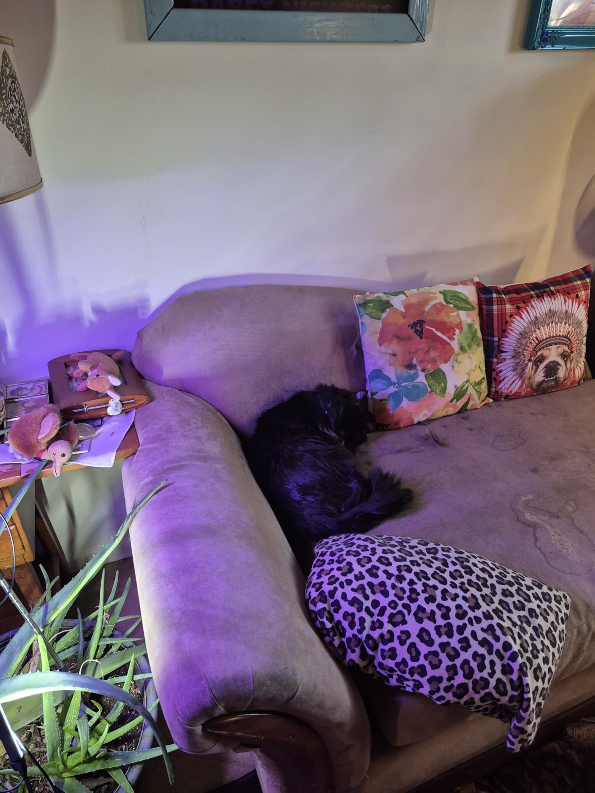 Tomxcute Cat Water Fountain, 3.2L/108oz Automatic Stainless Steel Pet Fountain Dog Water Dispenser, Ultra-Quiet Pump and 3 Replacement Filters & for Cats, Dogs, Multiple Pets customer photo 2