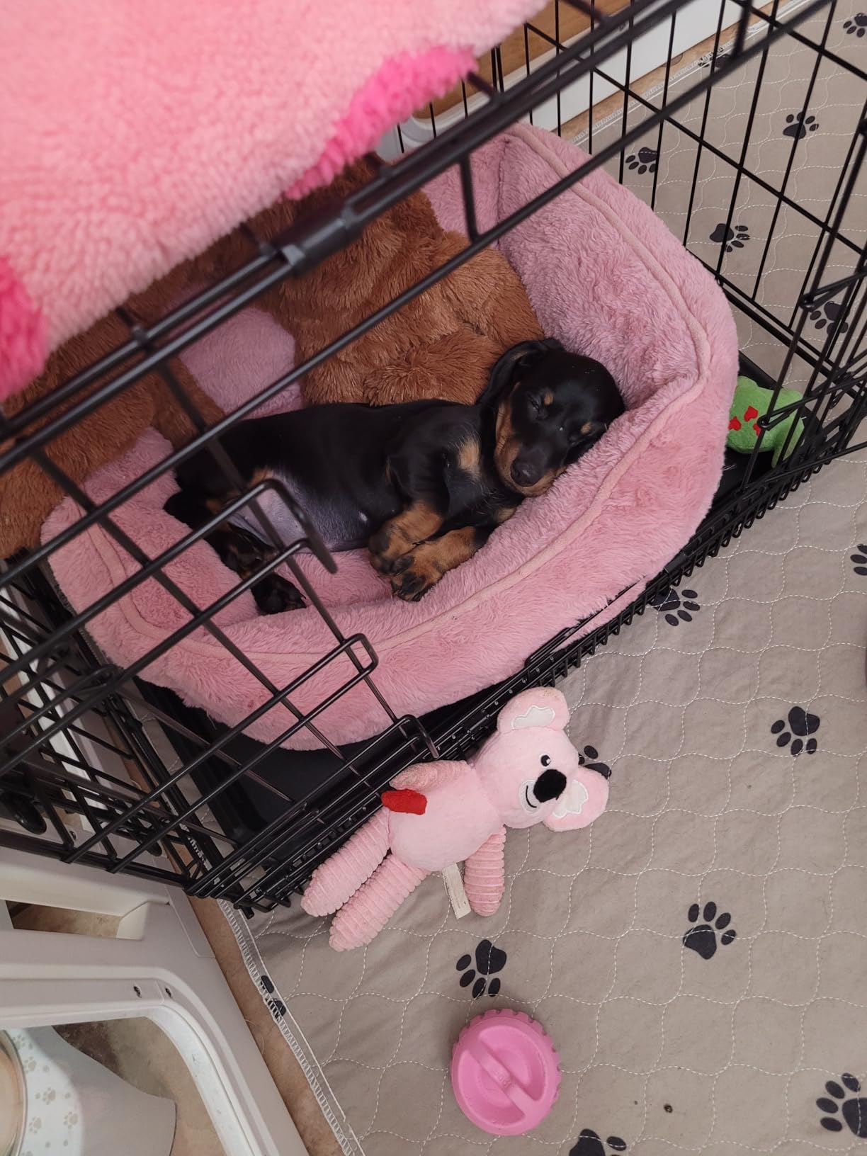 Amazon Basics - Durable, Foldable Metal Wire Dog Crate with Tray, Single Door, 42 x 28 x 30 in customer photo 2