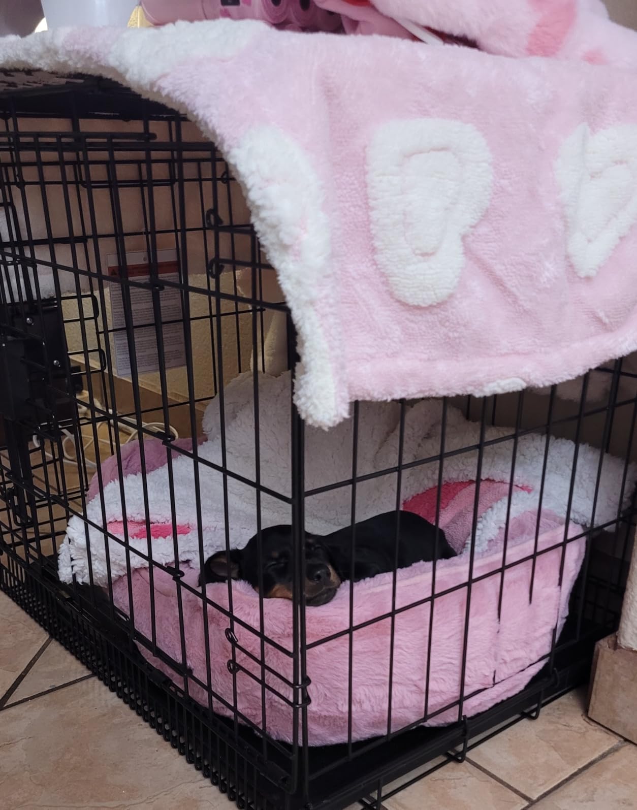 Amazon Basics - Durable, Foldable Metal Wire Dog Crate with Tray, Single Door, 42 x 28 x 30 in customer photo 3