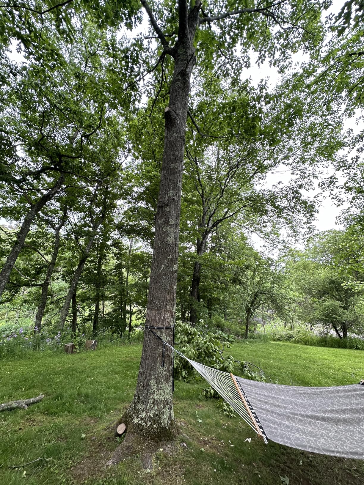 27 Feet Tree Pole Pruner Manual Branches Trimmer Tree Branch Garden Tools Loppers Hand Pole Saws Extendable Height customer photo 2