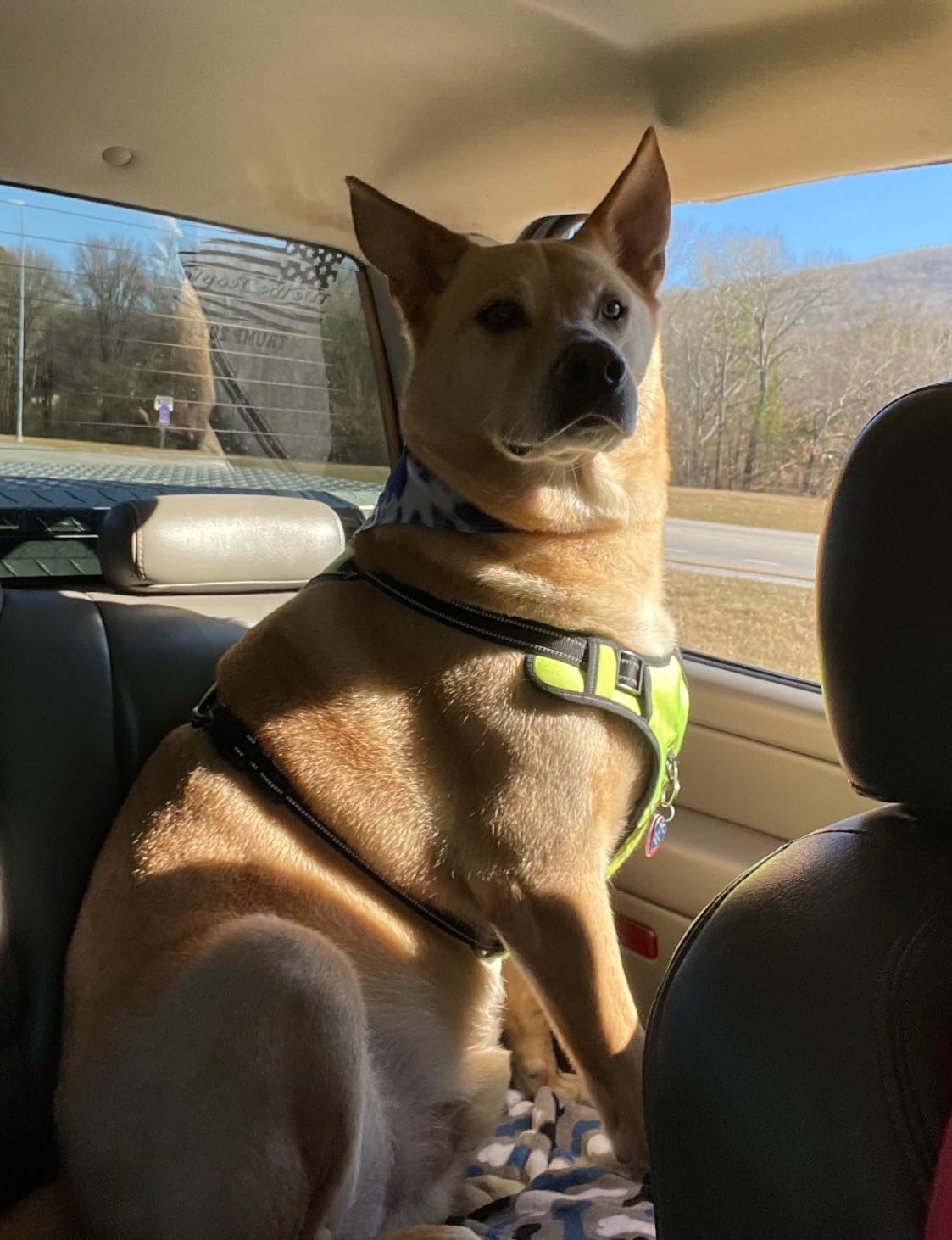 Light Up Dog Harness, No Pull LED Dog Harness with Handle, Rechargeable Lighted Safety Vest for Small Medium Large Dogs, Adjustable Soft Dog Lights for Night Walking customer photo 2