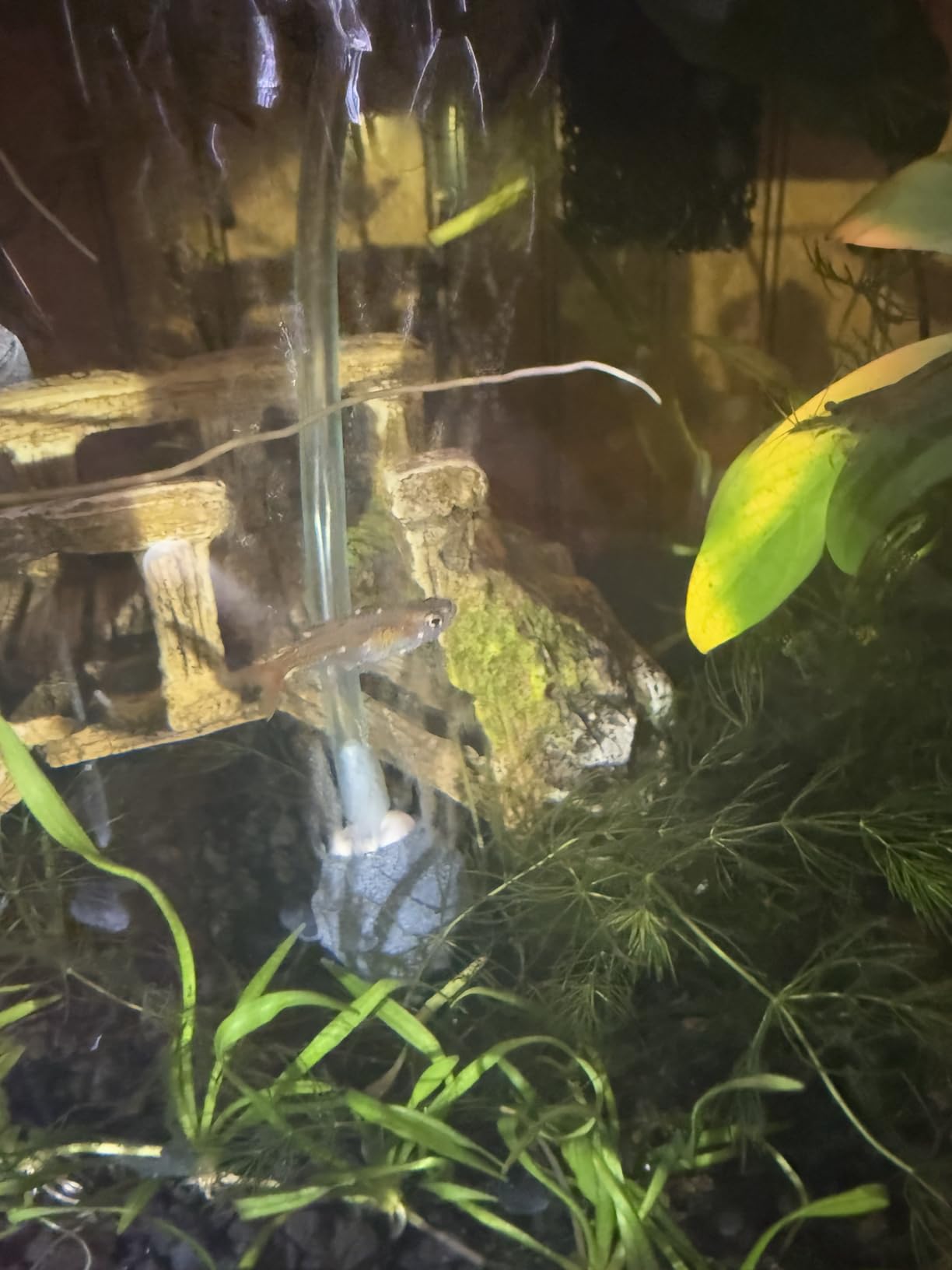 NICREW Nano Silent Aquarium Air Pump Black, Aquarium Aerator with Accessories for Up to 10 Gallon Fish Tank, Super Quiet, 0.3 L/min, 1.5 Watts customer photo 1