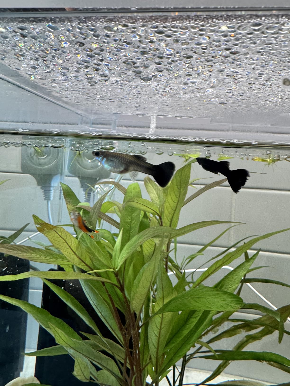 NICREW Nano Silent Aquarium Air Pump Black, Aquarium Aerator with Accessories for Up to 10 Gallon Fish Tank, Super Quiet, 0.3 L/min, 1.5 Watts customer photo 2