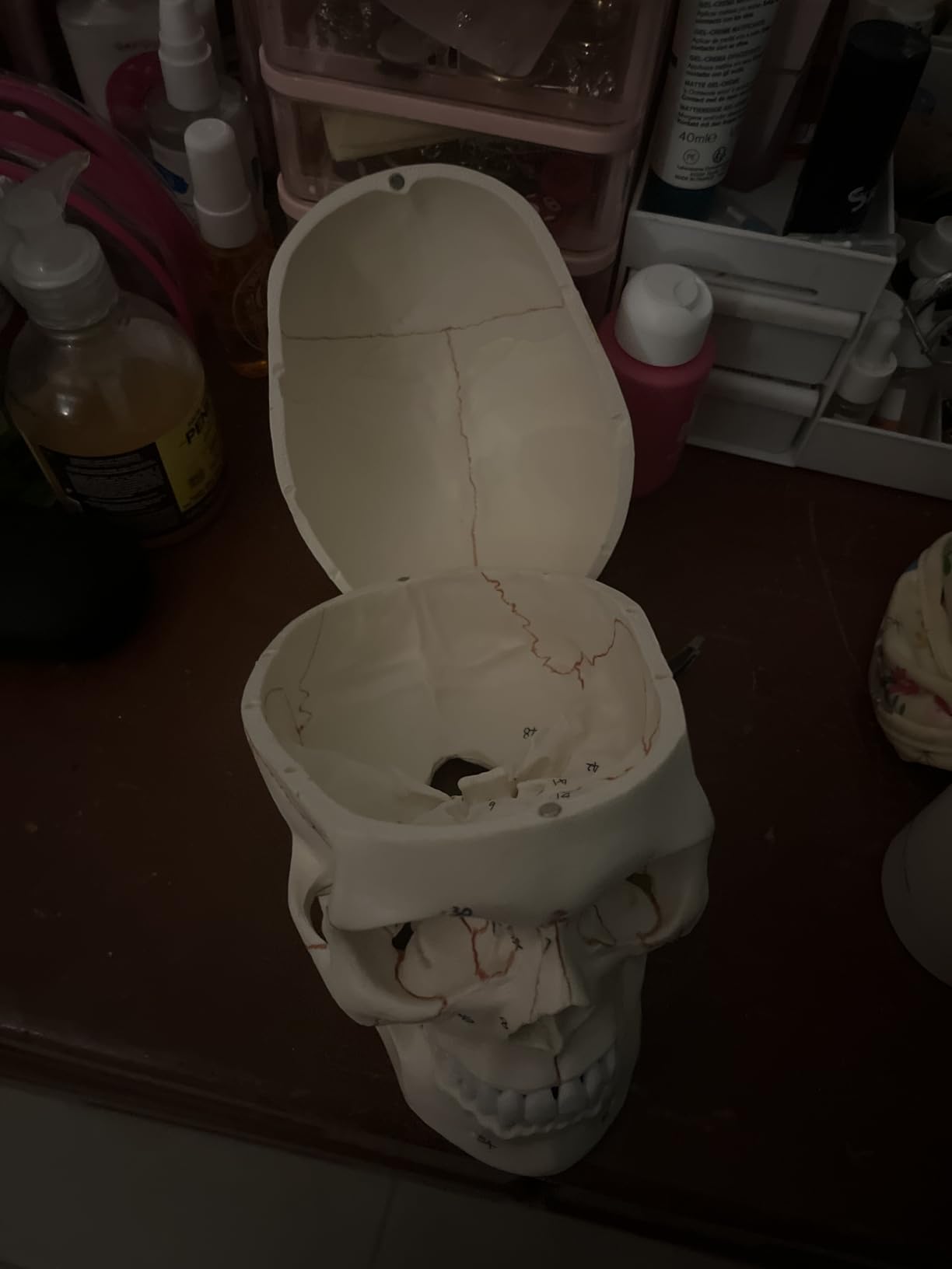 QWORK Human Skull and Brain Anatomy Model, 11 Parts, Life Size, Numbered, Anatomically Accurate, for Science Teaching Learning customer photo 1