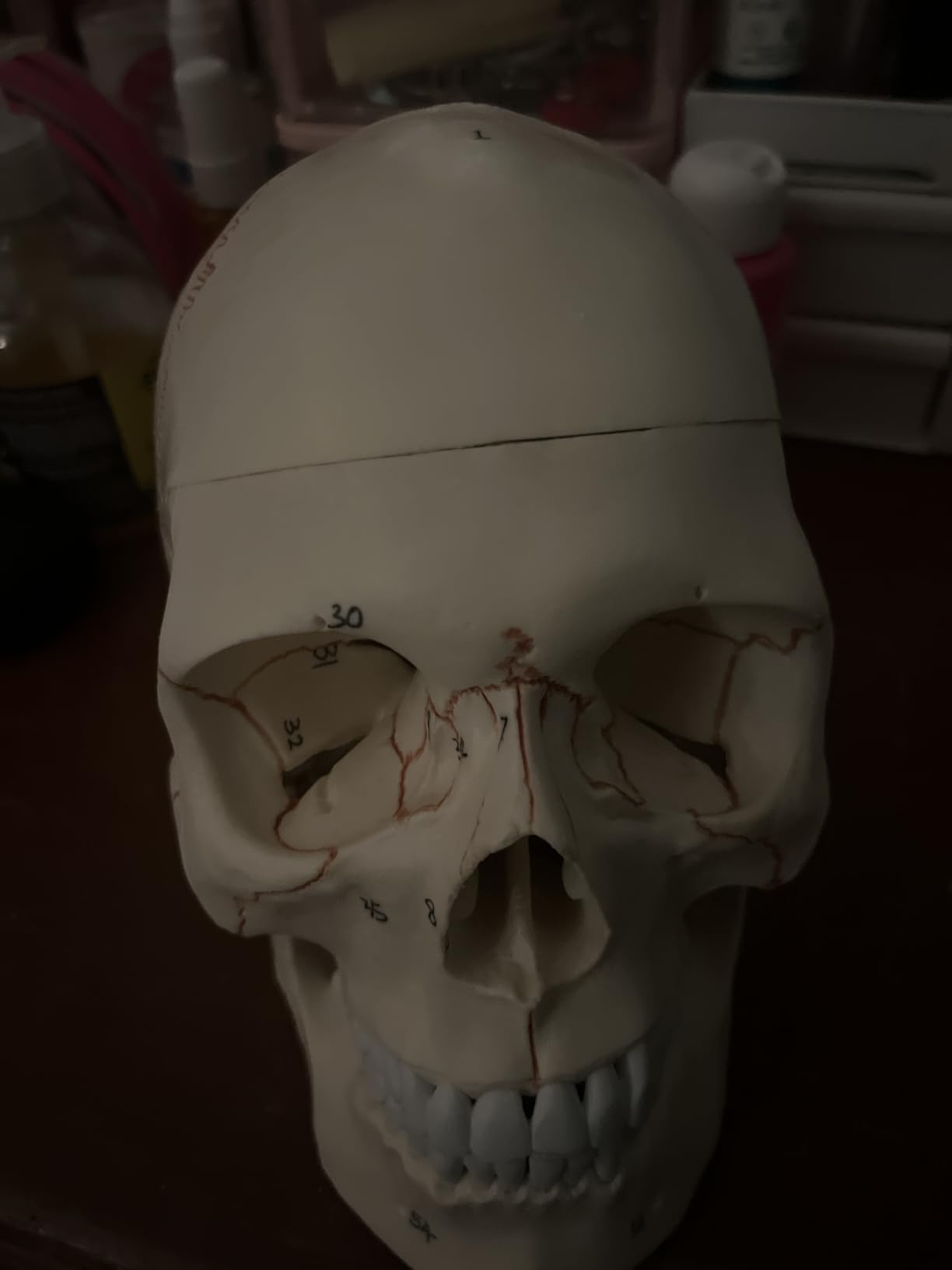 QWORK Human Skull and Brain Anatomy Model, 11 Parts, Life Size, Numbered, Anatomically Accurate, for Science Teaching Learning customer photo 2