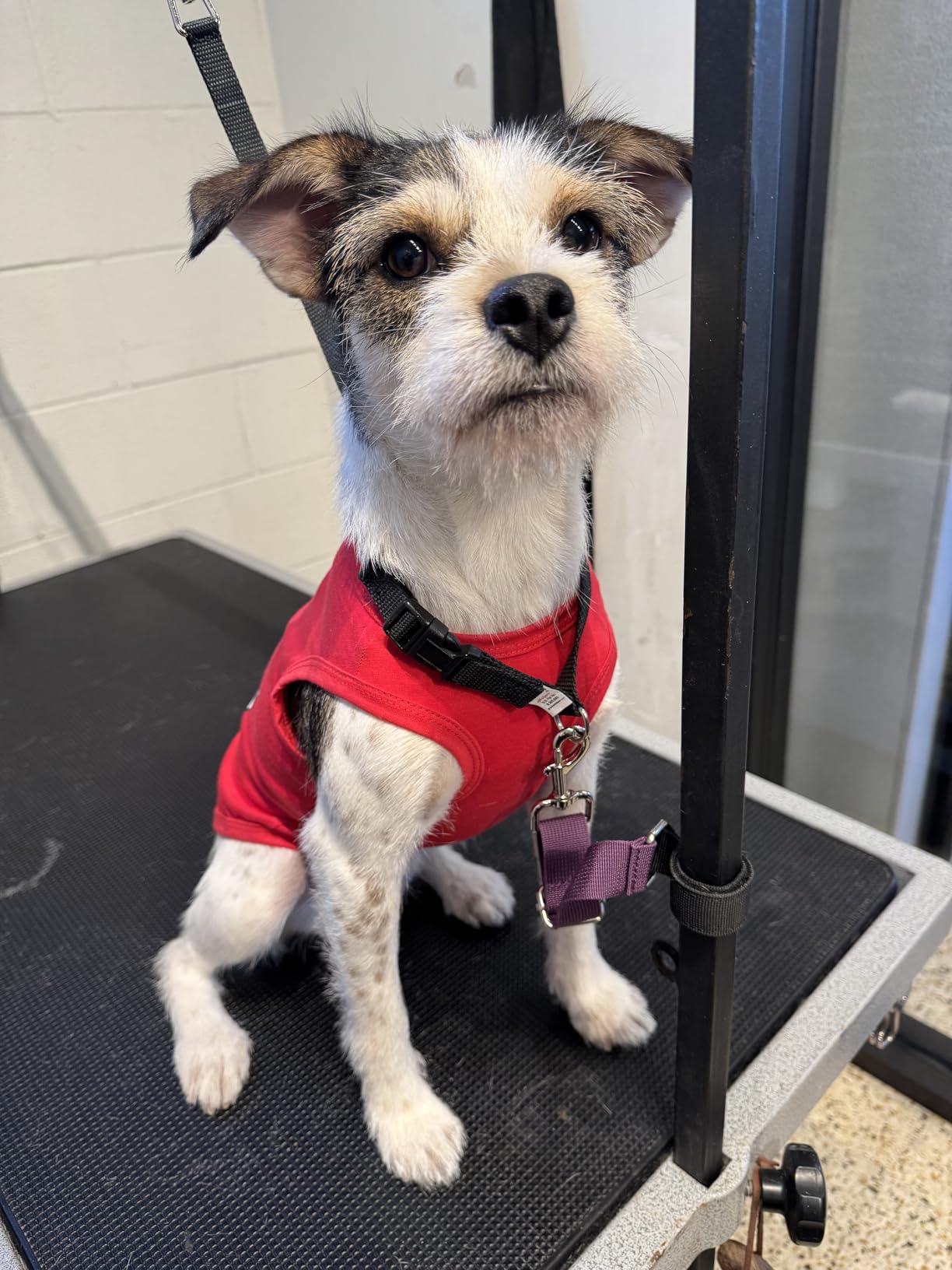 Max Potency Hemp Oil for Dogs & Cats - Help Anxiety Stress Pain Inflammation Arthritis Aggressive Relax Sleep Allergies Seizures Relief - Treats Chews Joint & Hip - Organic Pet Calming Drops - Non-GMO customer photo 2