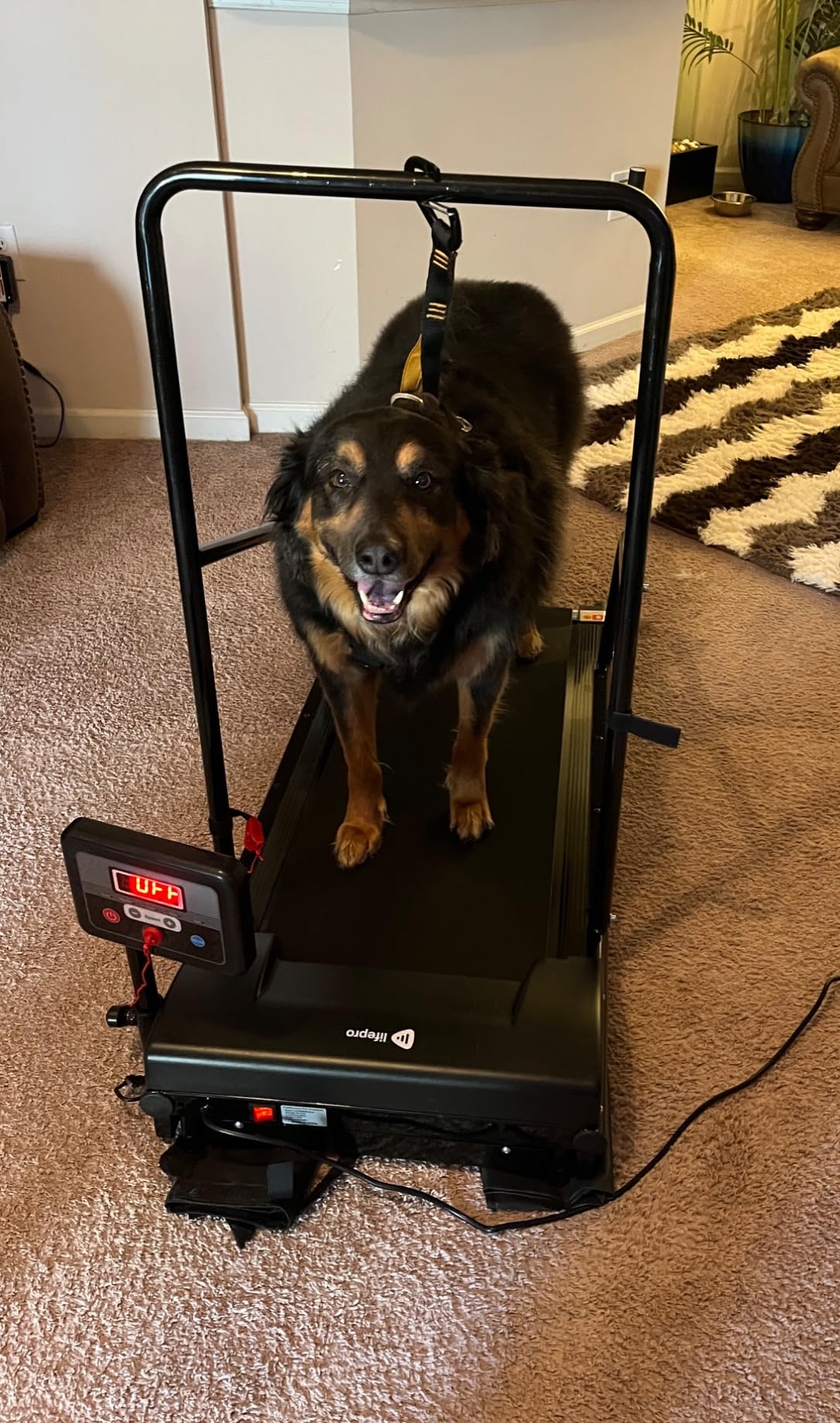 Lifepro PawRunner Dog Treadmill for Small & Medium Dogs, Pet Treadmill for Dogs up to 130lbs, Indoor Running Machine for Fitness, Compact & Durable Pacer Treadmill for Health and Exercise customer photo 2