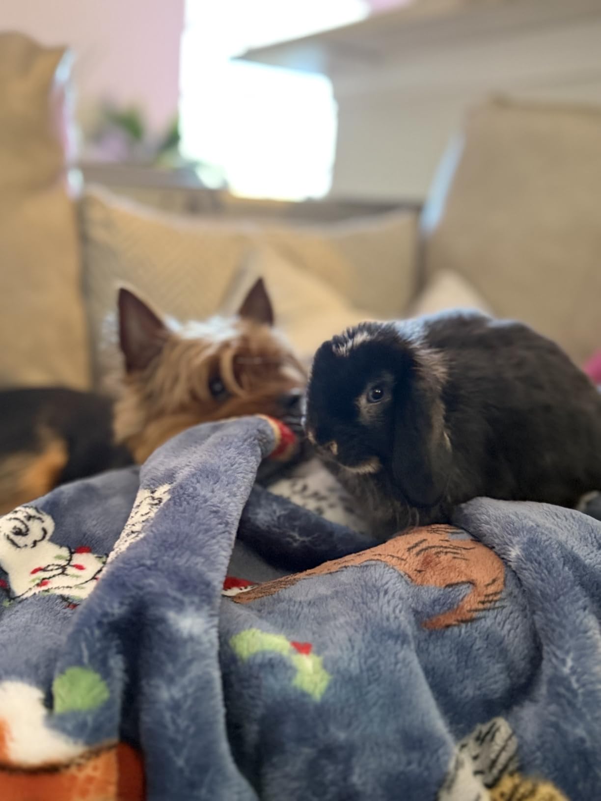 Small Animal Pet Grooming Kit with Pet Shedding Slicker Brush, Bath Massage Glove, Pet Grooming Comb, Nail Clipper Trimmer for Rabbit, Puppy, Kitten, Guinea Pig, Hamster, Ferret (Pink) customer photo 1