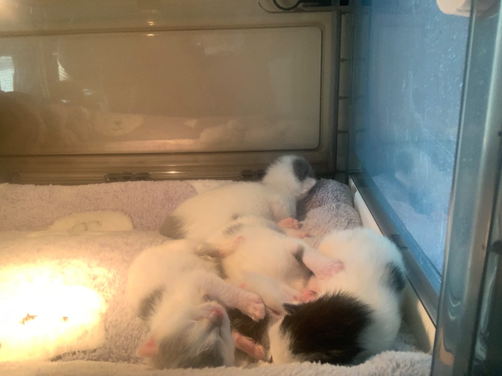 Pet Oxygen Chamber, Puppy Incubator for Newborn Puppy and Kitten, Nebulized Oxygen Critical Care Unit for Dog and Cat, with Kitten Bottle Feeding Kit and Pet Warming Lamp, Thermometer and Cotton Pad customer photo 1