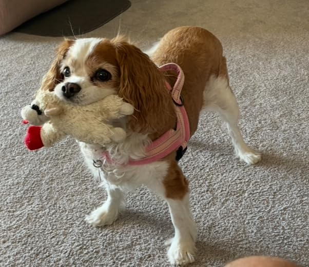 2 Pack Hemp Oil for Dogs and Cats - Helps Pets with Anxiety, Pain, Stress, Sleep, Arthritis, Seizures Relief - Cat Anxiety Relief - Omega 3-6-9 - Pet Hemp Oil Drops Treats - Hip and Joint Support customer photo 1