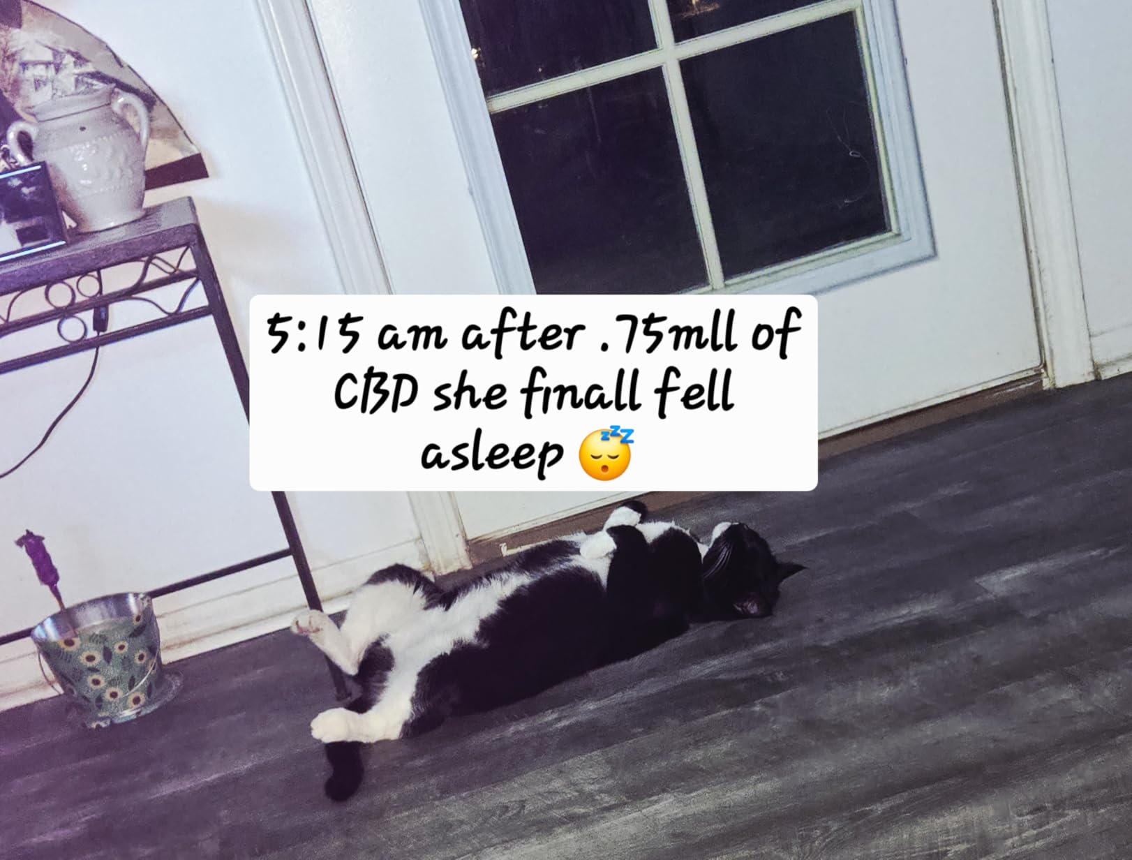 2 Pack Hemp Oil for Dogs and Cats - Helps Pets with Anxiety, Pain, Stress, Sleep, Arthritis, Seizures Relief - Cat Anxiety Relief - Omega 3-6-9 - Pet Hemp Oil Drops Treats - Hip and Joint Support customer photo 2