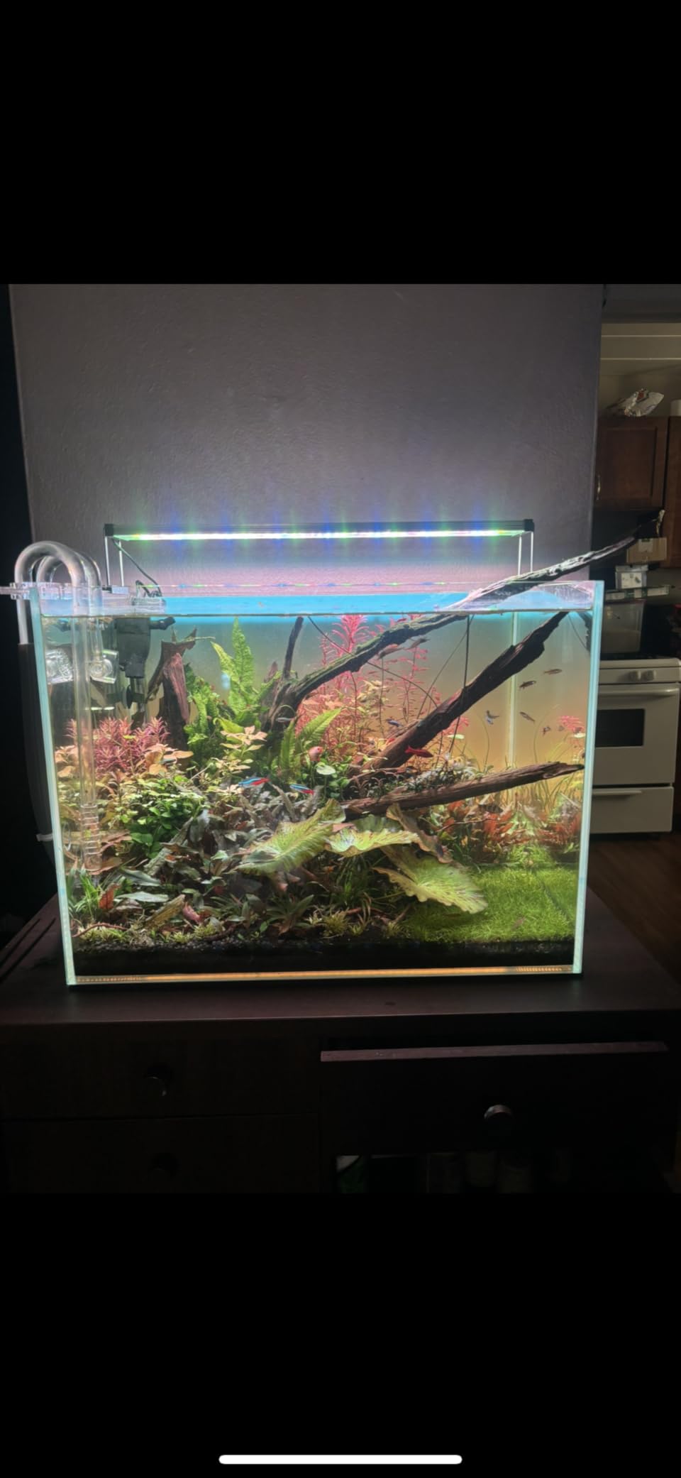 FZONE Aquarium CO2 Regulator for Paintball with DC Solenoid and Aluminum Alloy Bubble Counter and Check Valve customer photo 1