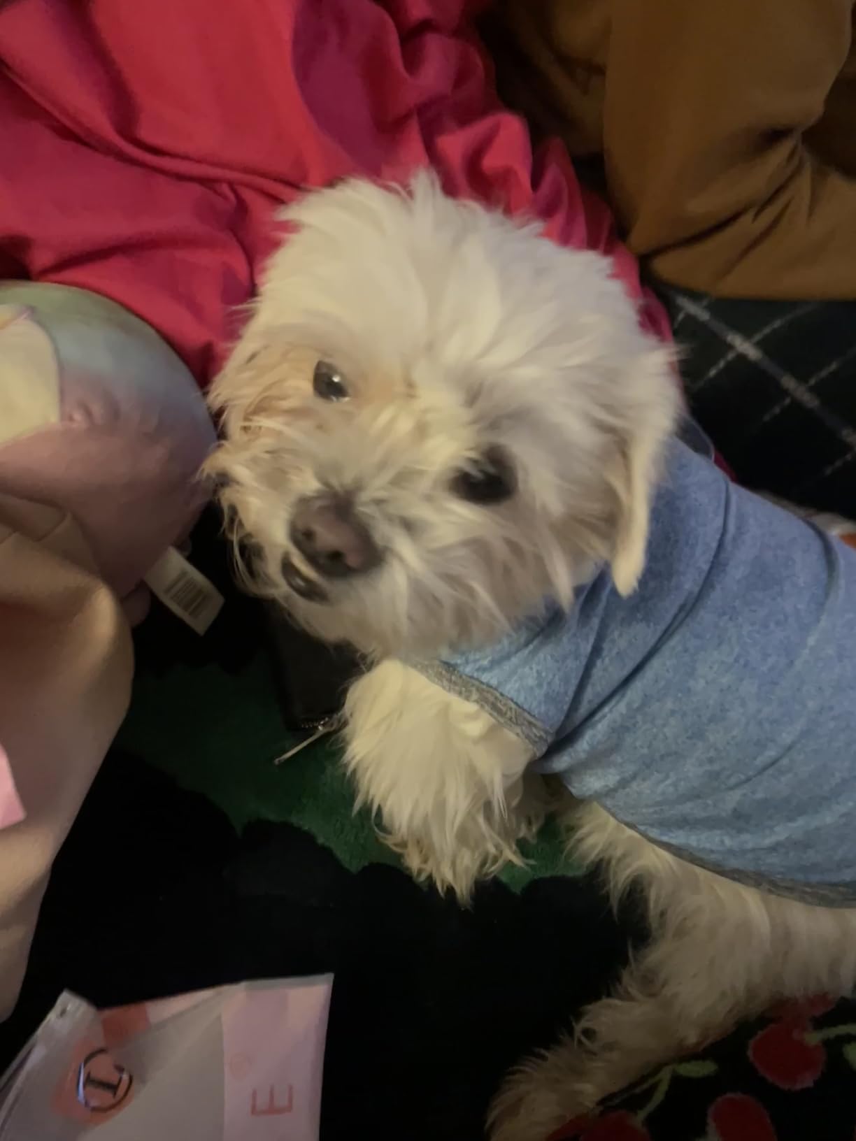 KYEESE 2 Pack Sun Protection Dog Shirts Quick Dry Soft Stretchy Dog T-Shirts with Reflective Label Tank Top Sleeveless Vest Pet Clothes for Small Pet, Large, Grey+Blue customer photo 1