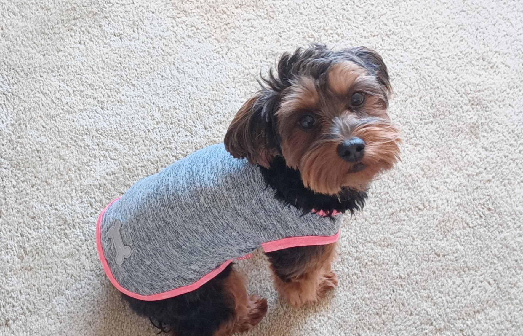 KYEESE 2 Pack Sun Protection Dog Shirts Quick Dry Soft Stretchy Dog T-Shirts with Reflective Label Tank Top Sleeveless Vest Pet Clothes for Small Pet, Large, Grey+Blue customer photo 2