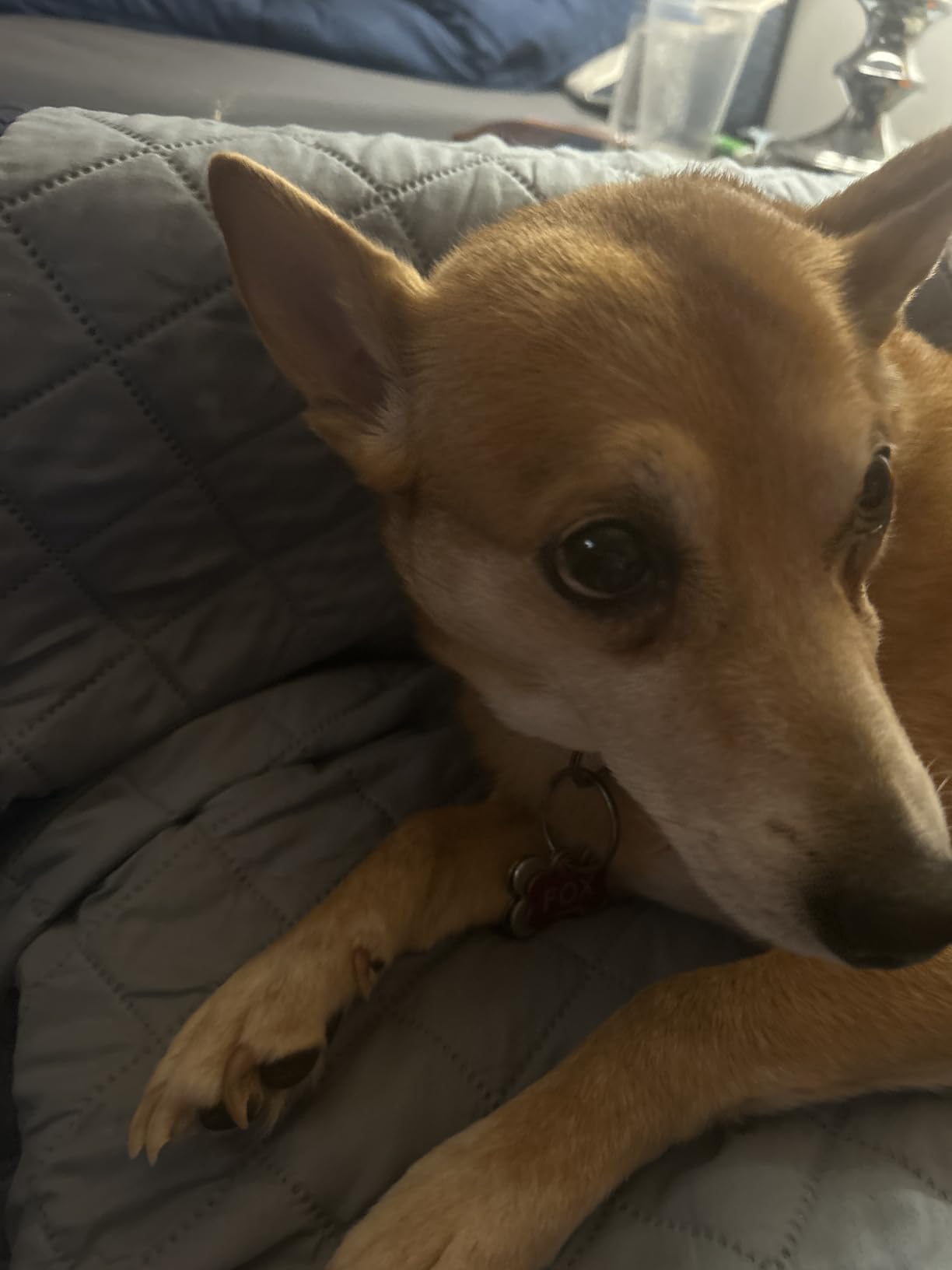 Hemp Hip and Joint Supplement for Dogs - Glucosamine for Dogs - 170 Dog Joint Pain Relief Treats - Chondroitin, Hemp Oil, MSM - Mobility & Flexibility Support - Advanced Care Health - Made in USA customer photo 1