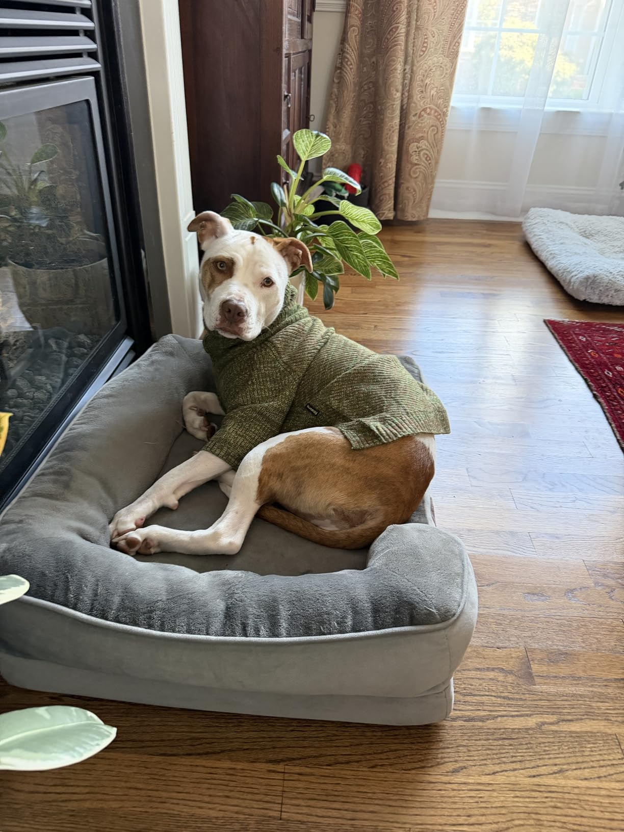 Hemp Hip and Joint Supplement for Dogs - Glucosamine for Dogs - 170 Dog Joint Pain Relief Treats - Chondroitin, Hemp Oil, MSM - Mobility & Flexibility Support - Advanced Care Health - Made in USA customer photo 2