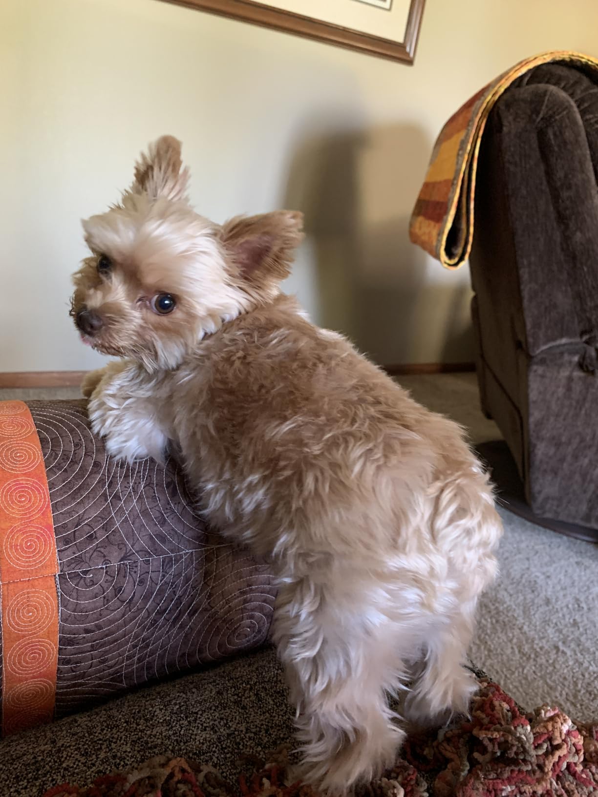 Lyromix 46''Large Dog Grooming Table, Adjustable Cat Drying Desktop with Arms, Nooses, Mesh Tray, Foldable Pet Station at Home, Maximum Capacity Up to 330Lb, 46inch, Black, 46in customer photo 2