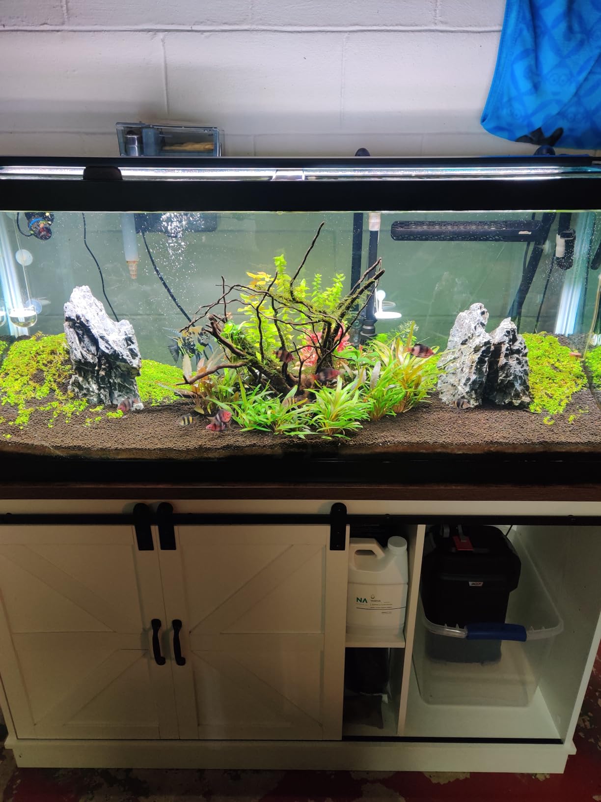 Music Glass CO2 Diffuser for Aquarium Planted Tank (1.6'' for 50-70 gallons Tank) customer photo 1