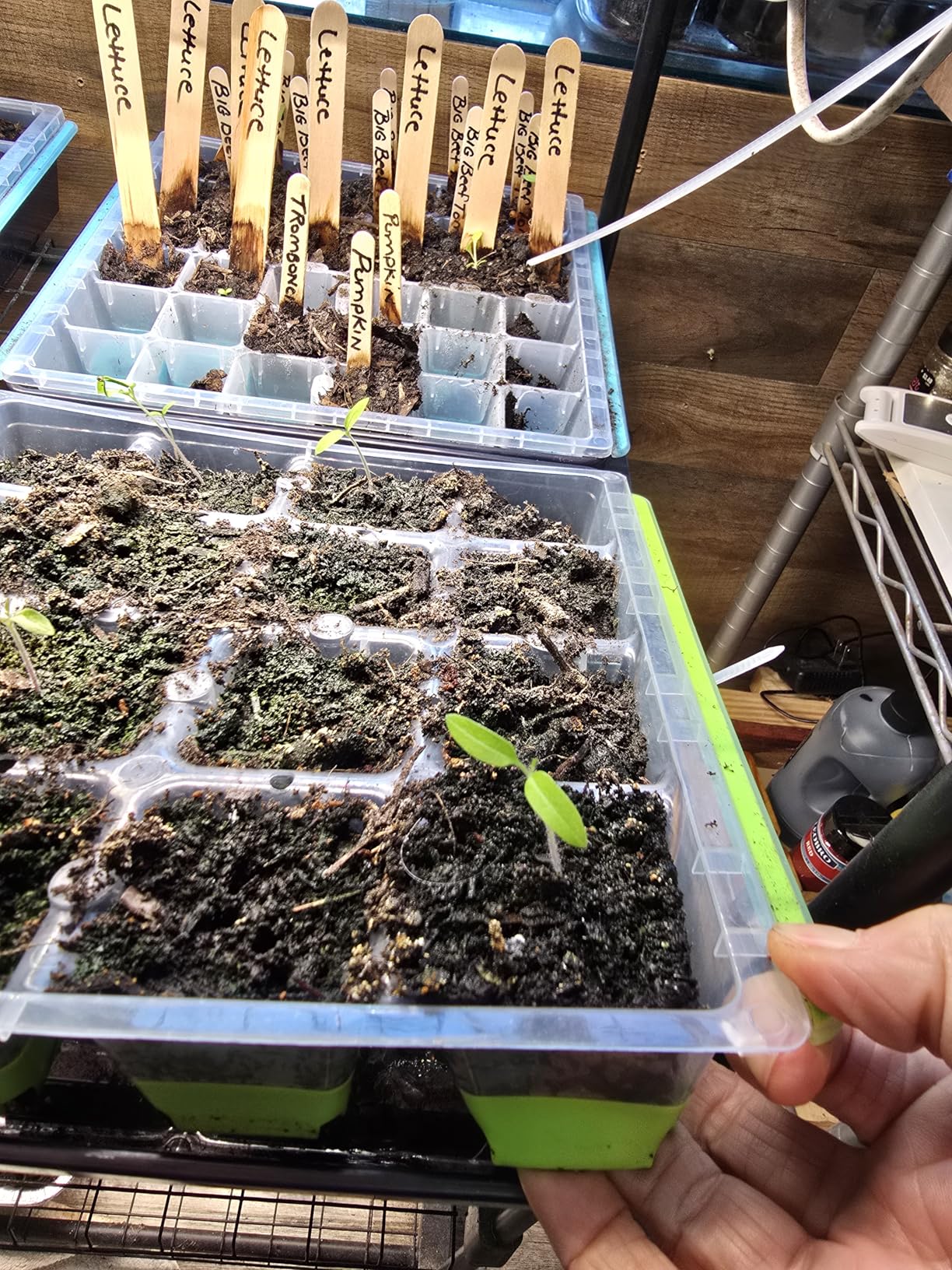 Burpee SuperSeed Seed Starting Tray | 36 Cell Reusable Seed Starter Tray | for Starting Vegetable, Flower & Herb Seeds | Indoor Grow Kit for Plant Seedlings | for Germination Success customer photo 1