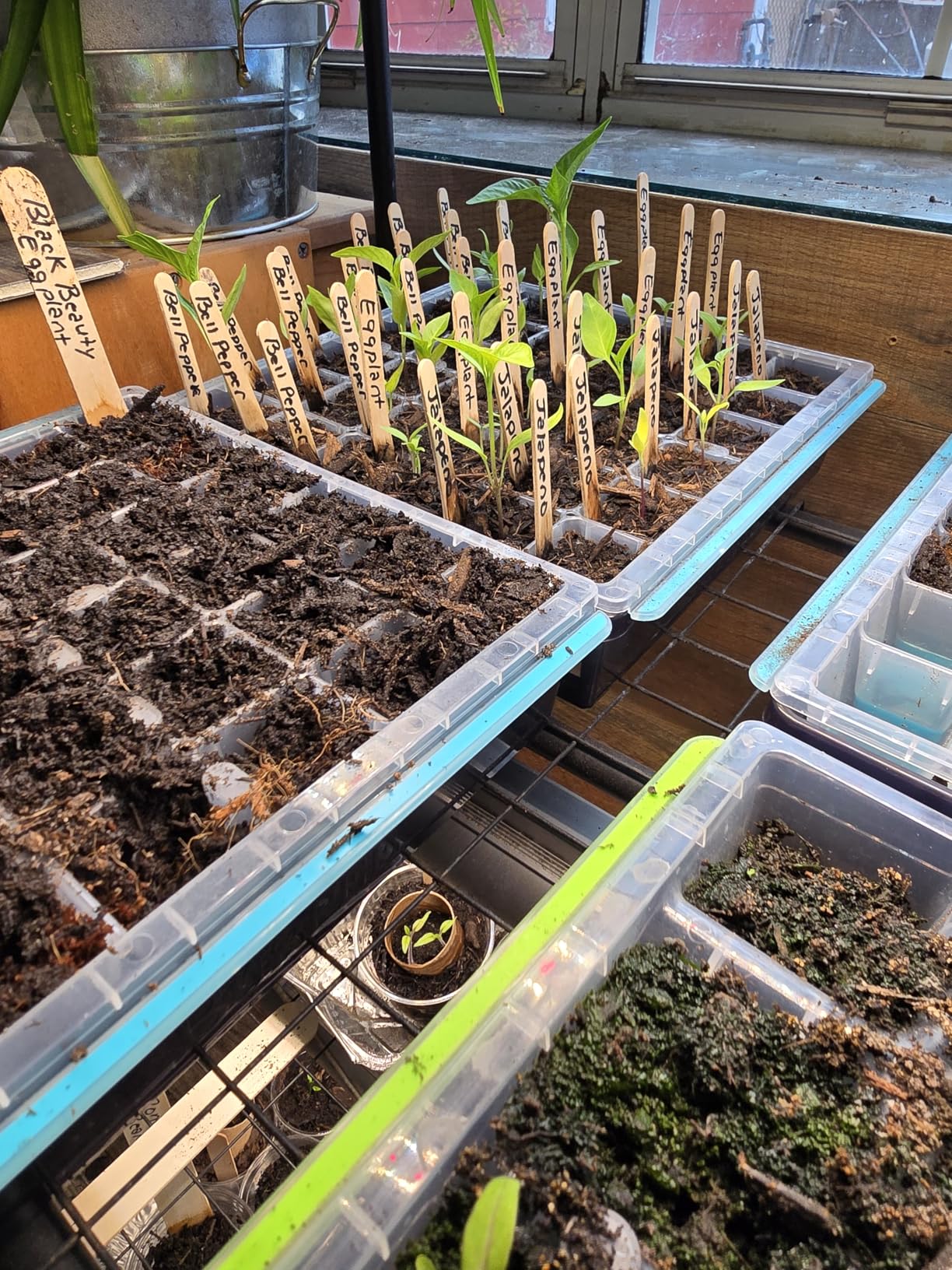 Burpee SuperSeed Seed Starting Tray | 36 Cell Reusable Seed Starter Tray | for Starting Vegetable, Flower & Herb Seeds | Indoor Grow Kit for Plant Seedlings | for Germination Success customer photo 2