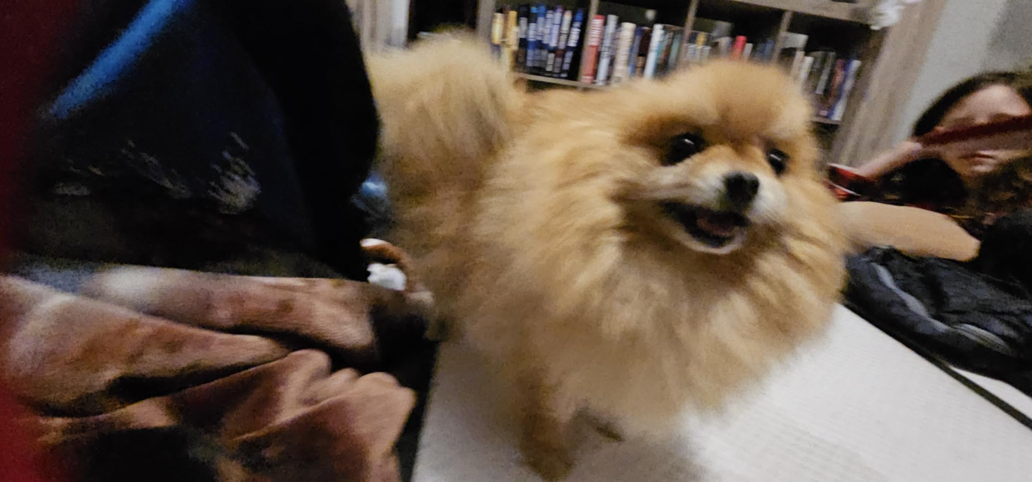 Billion Pets - Hemp Oil for Dogs and Cats - Helps with Anxiety, Pain, Stress, Sleep, Arthritis, Seizures Relief - Hip and Joint Support - Calming Drops customer photo 1