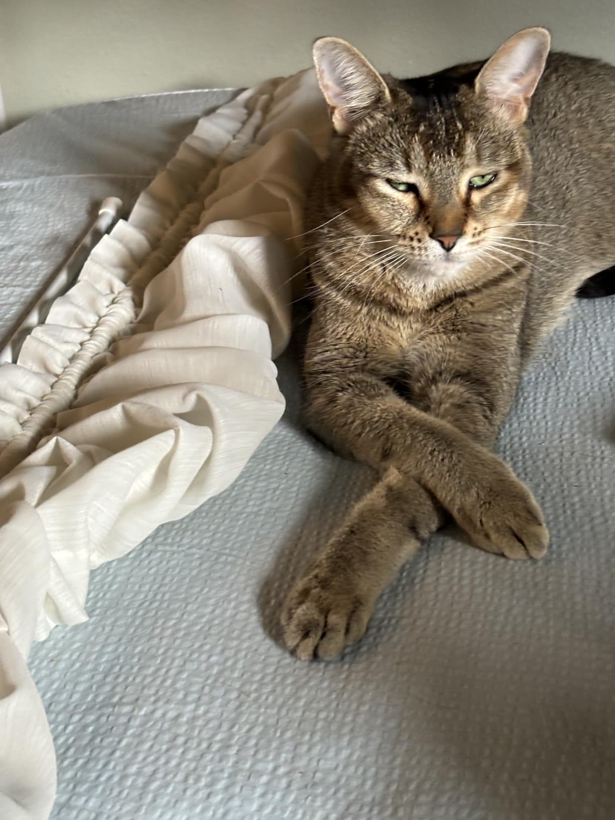 Billion Pets - Hemp Oil for Dogs and Cats - Helps with Anxiety, Pain, Stress, Sleep, Arthritis, Seizures Relief - Hip and Joint Support - Calming Drops customer photo 2