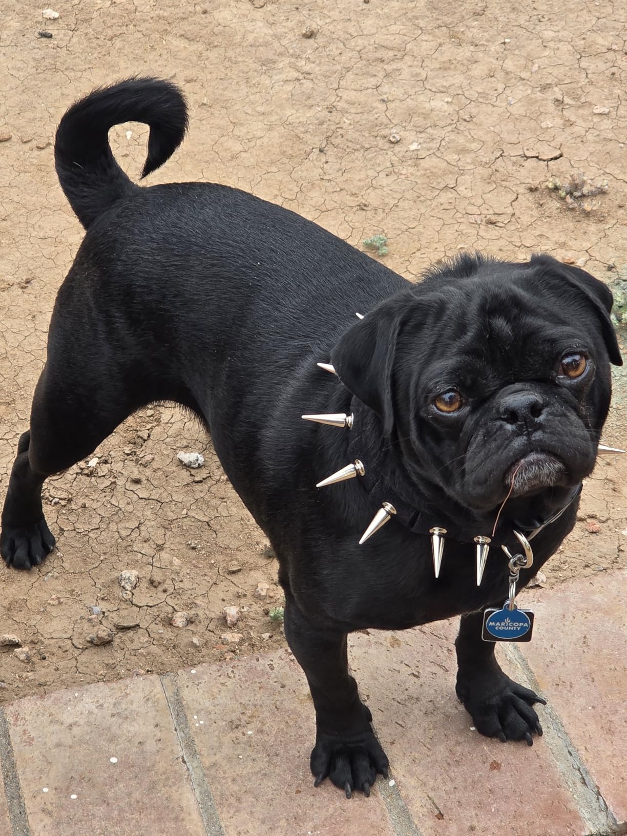 CoyoteCollar Spiked Dog Collar - Small Black Spike Collar, Adjustable, Studded, Protection Against Coyotes and Aggressive Dogs customer photo 1
